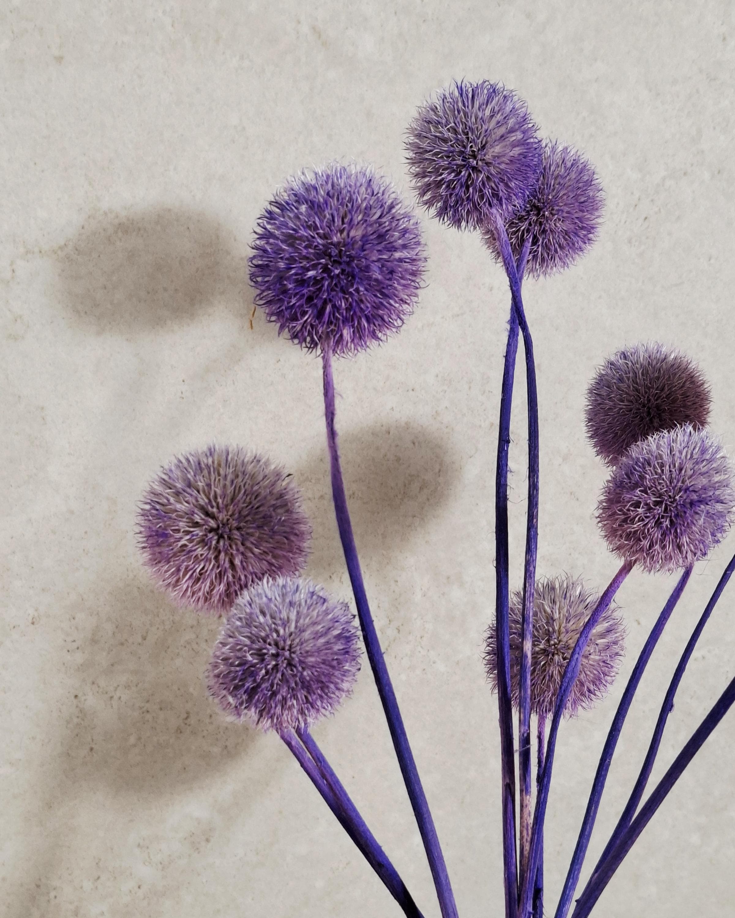 Purple Globe Thistle Stems, Dried Echinops, Purple Dried Flowers, Floral Supply, Craft Material, Short Stems