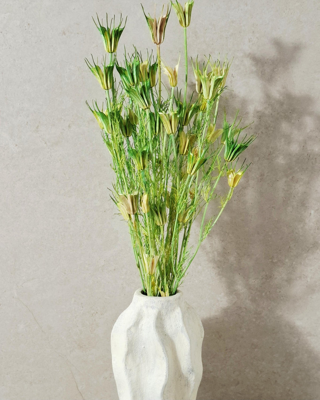 Green Beige Nigella Stems, Two Tone Dried Nigella, Natural Green Dried Flowers, Florist Supply, DIY Floral, Wedding Decor