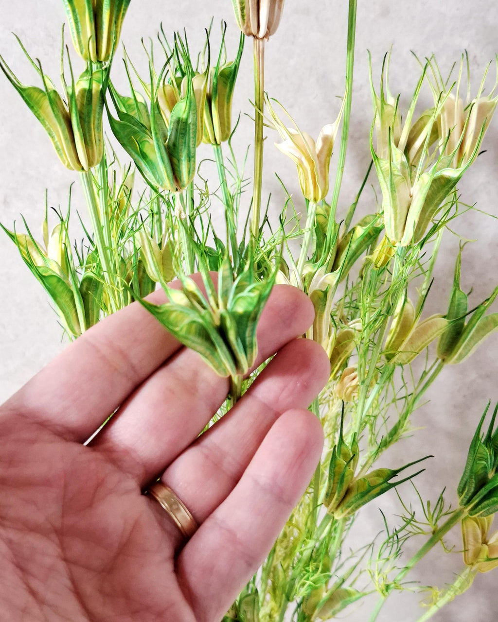 Green Beige Nigella Stems, Two Tone Dried Nigella, Natural Green Dried Flowers, Florist Supply, DIY Floral, Wedding Decor