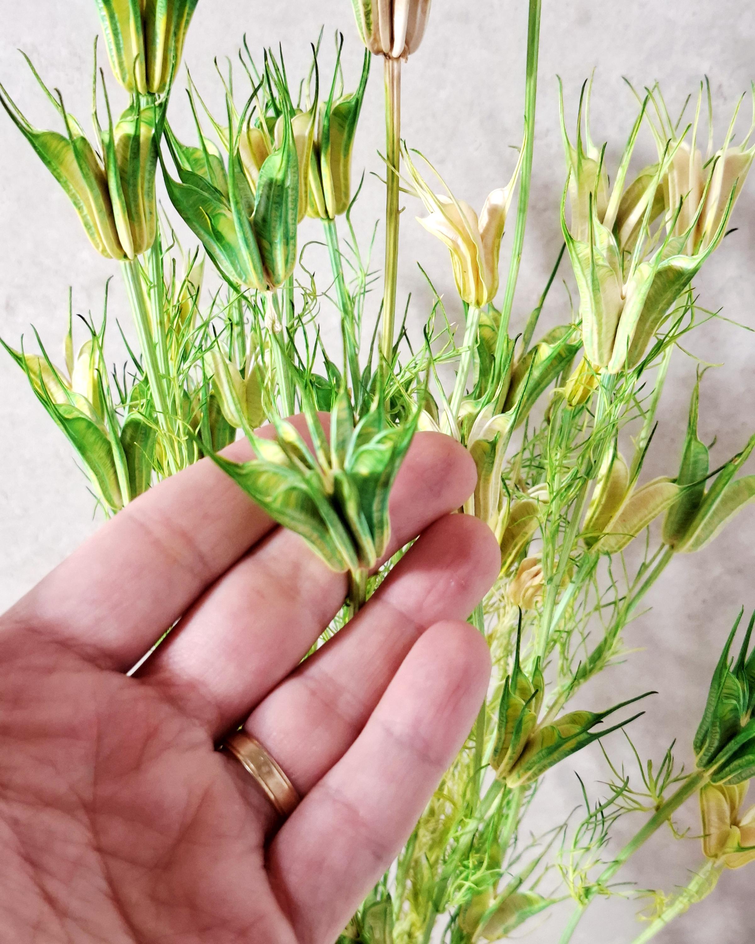 Green Beige Nigella Stems, Two Tone Dried Nigella, Natural Green Dried Flowers, Florist Supply, DIY Floral, Wedding Decor