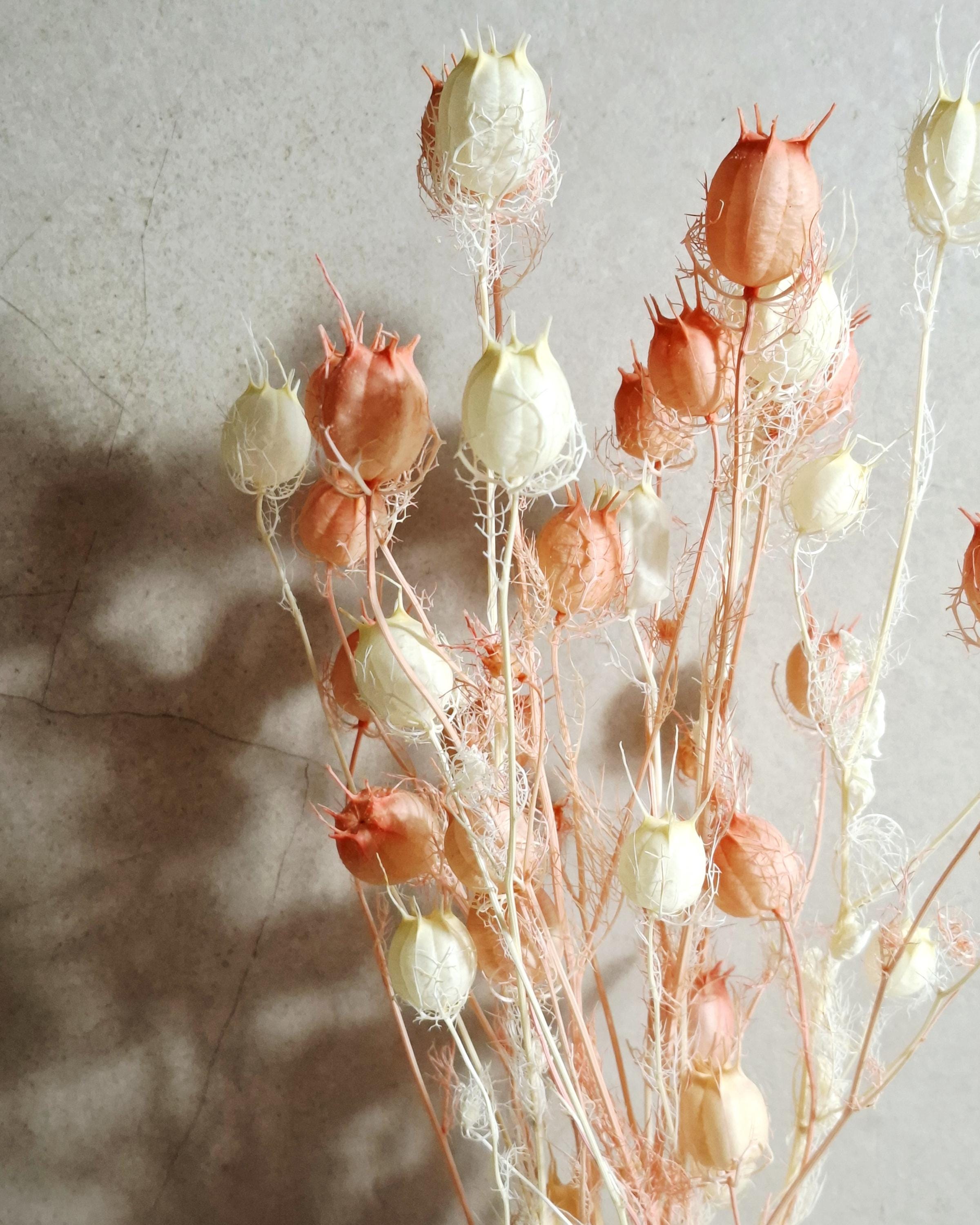 Dried Nigella Pods White Pink Mix, Soft Pink Nigella, Two Tone Nigella Pods, Preserved Flowers, Floral Supply, Wedding Decor