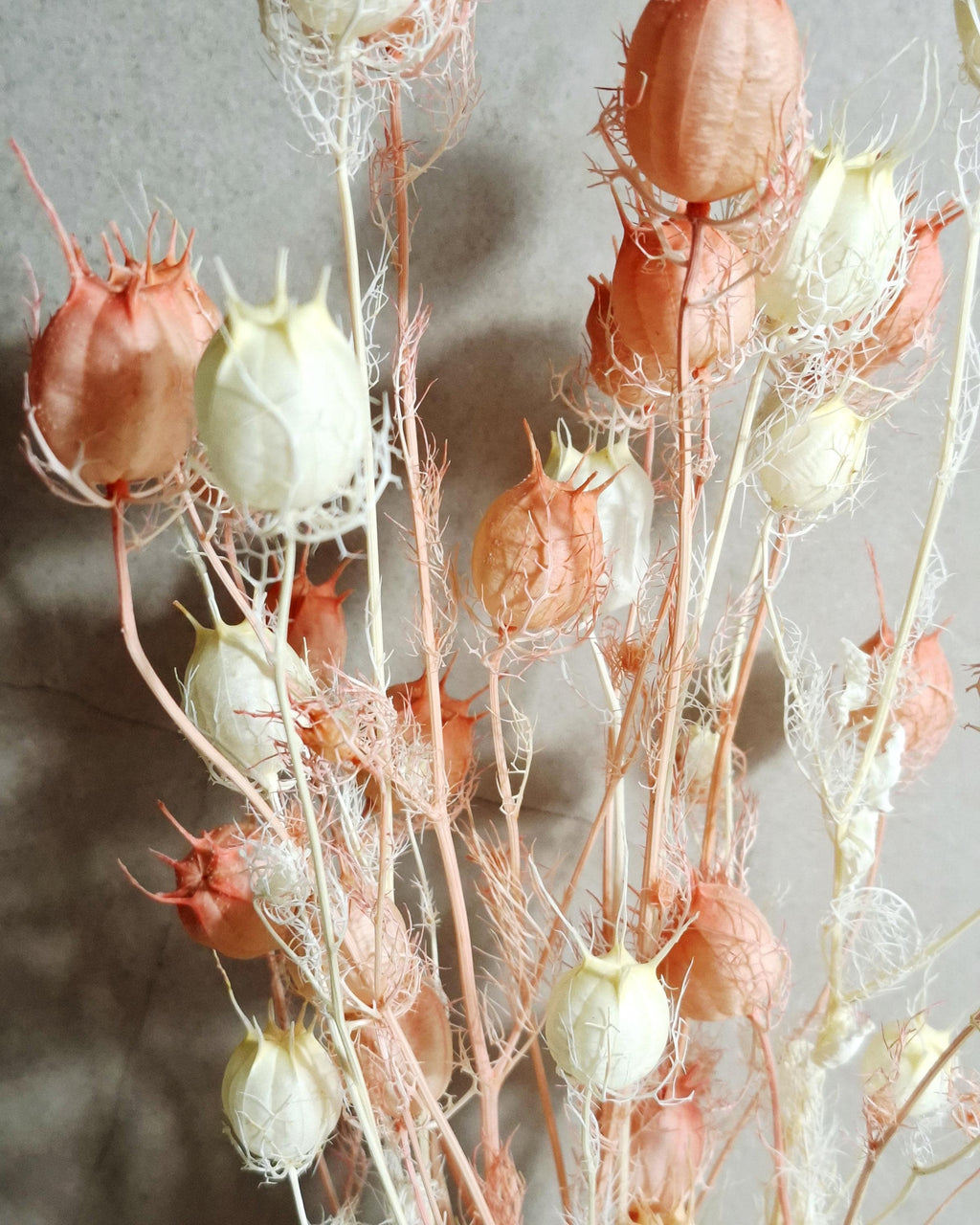 Dried Nigella Pods White Pink Mix, Soft Pink Nigella, Two Tone Nigella Pods, Preserved Flowers, Floral Supply, Wedding Decor