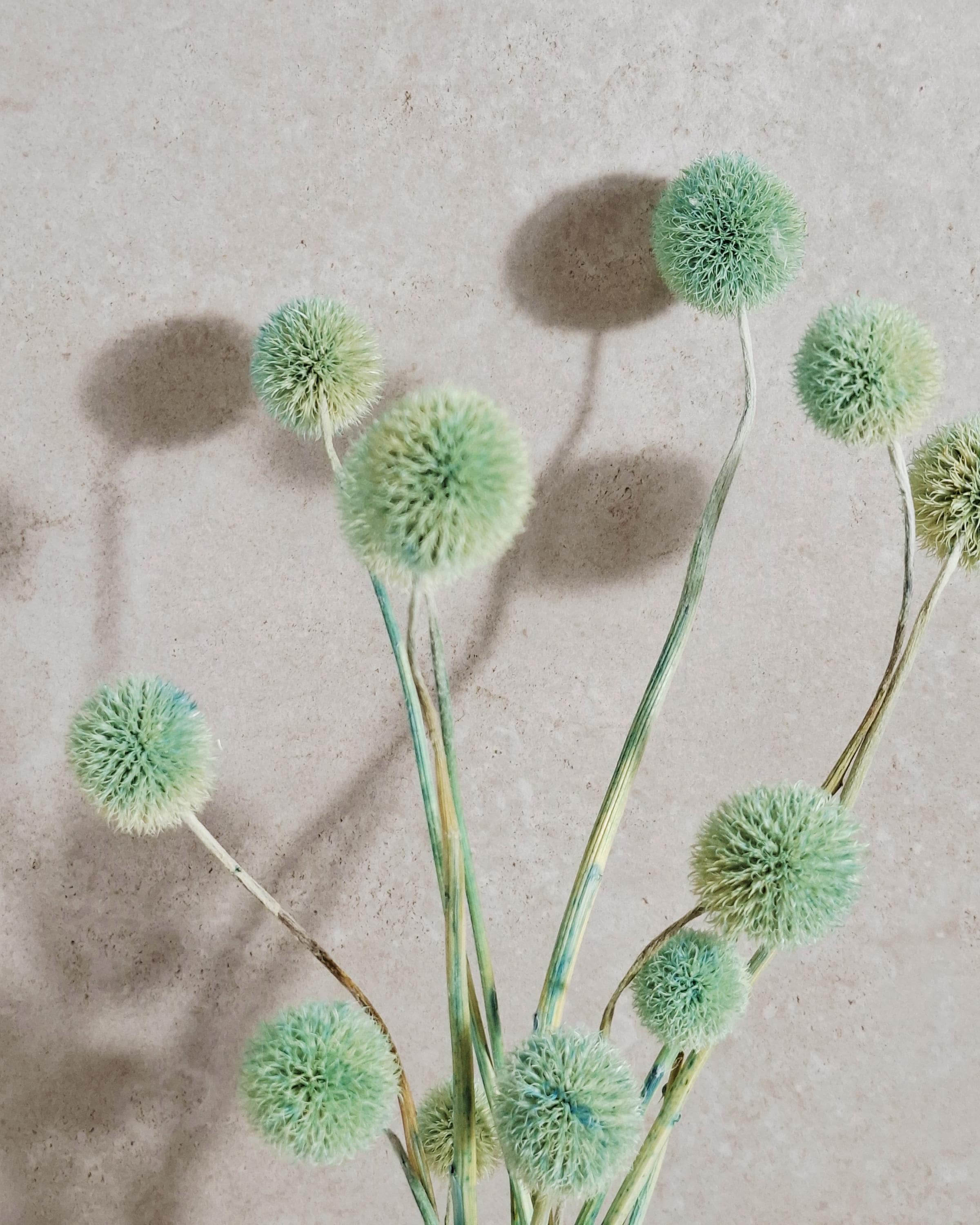 Dried Allium Stems Mint Green | Decorative Floral Material | Florist Supply | DIY Craft Flowers | Natural Style Decor