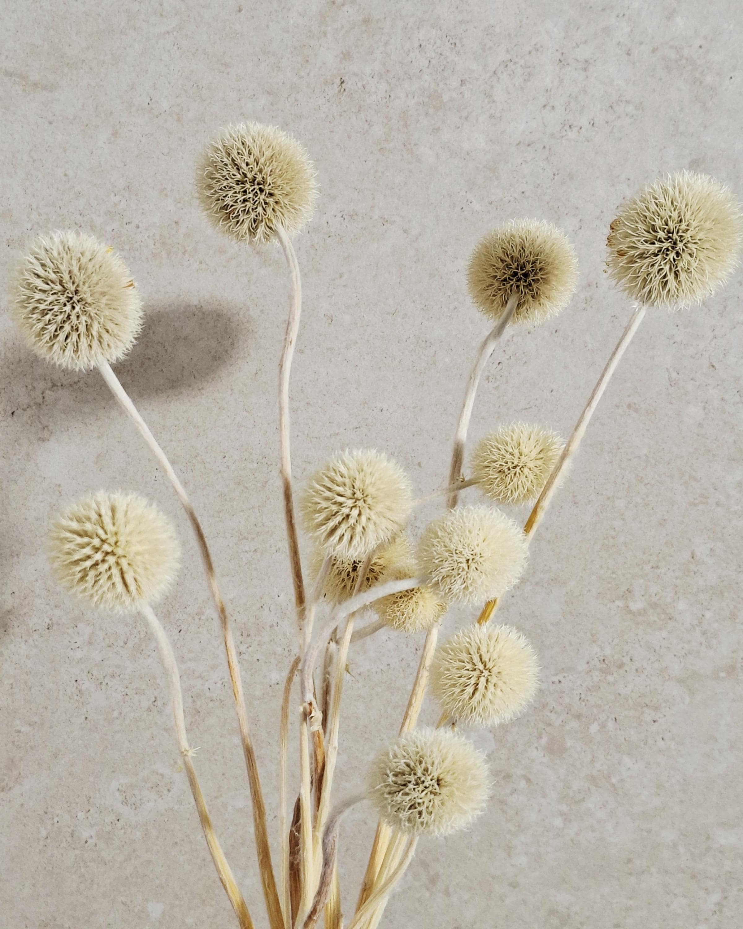Dried Allium Stems Natural Beige | Neutral Floral Material | Florist Supply | DIY Craft Flowers | Minimal Home Decor