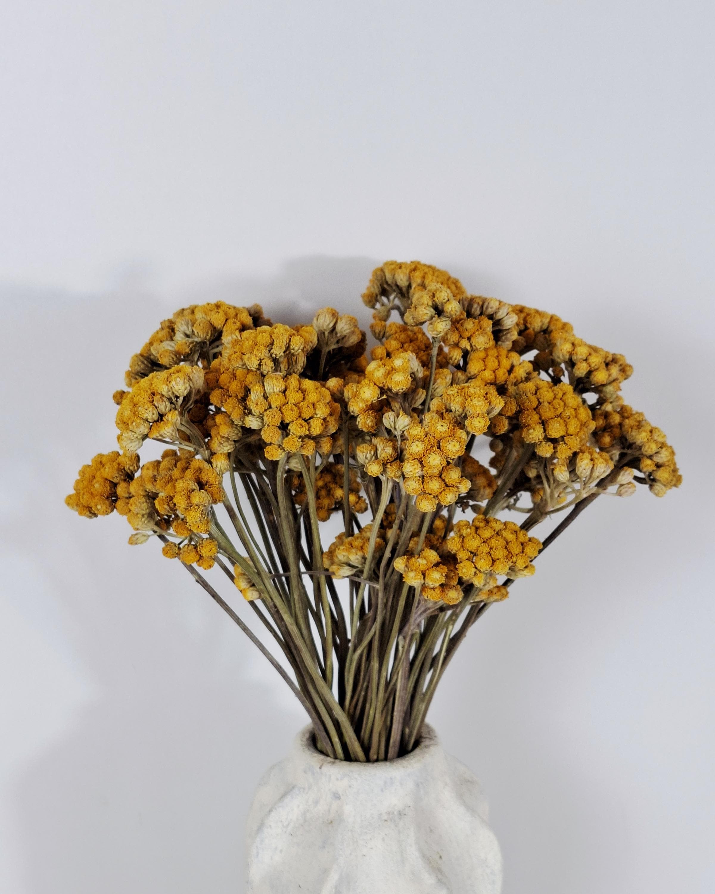 Dried Lonas Inodora Flowers Yellow, Helichrysum Bouquet, Everlasting Flowers, Natural Decor