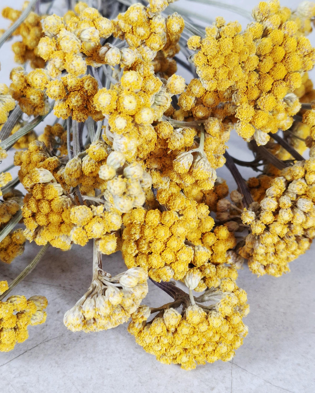 Dried Lonas Inodora Flowers Yellow, Helichrysum Bouquet, Everlasting Flowers, Natural Decor