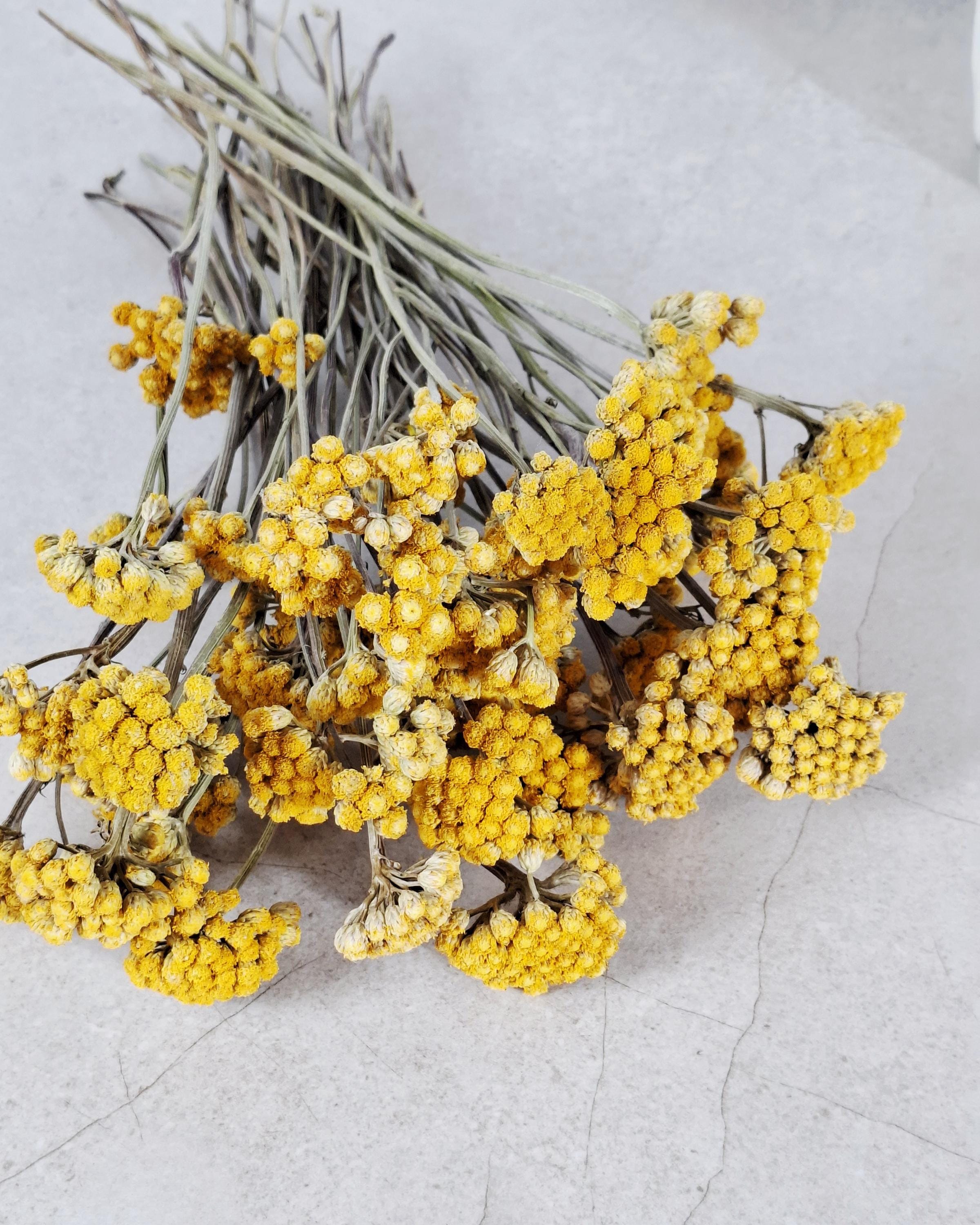 Dried Lonas Inodora Flowers Yellow, Helichrysum Bouquet, Everlasting Flowers, Natural Decor