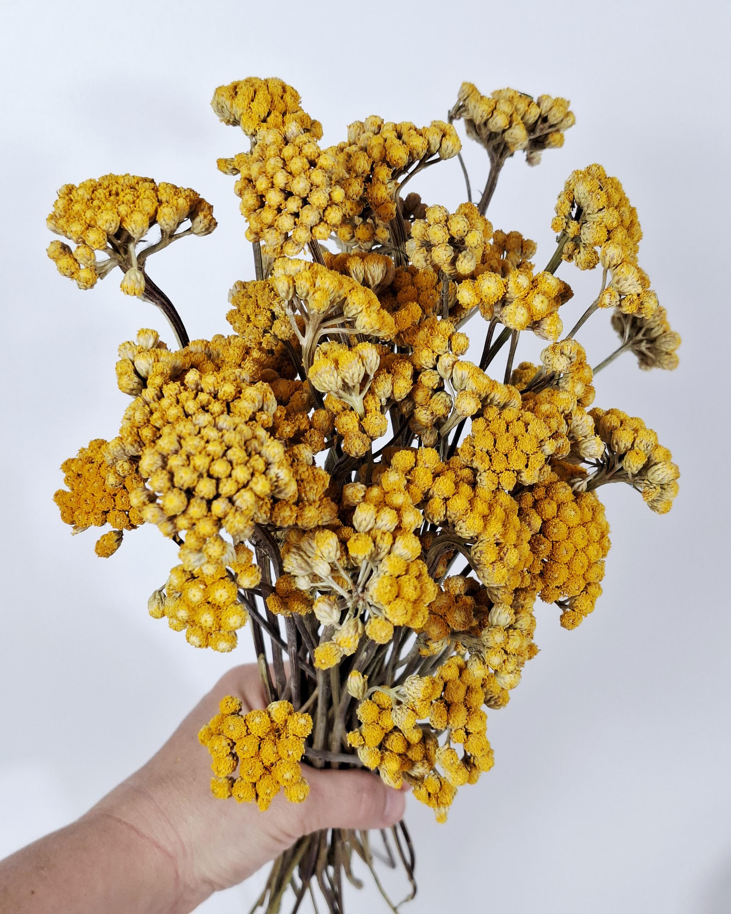 Dried Lonas Inodora Flowers Yellow, Helichrysum Bouquet, Everlasting Flowers, Natural Decor