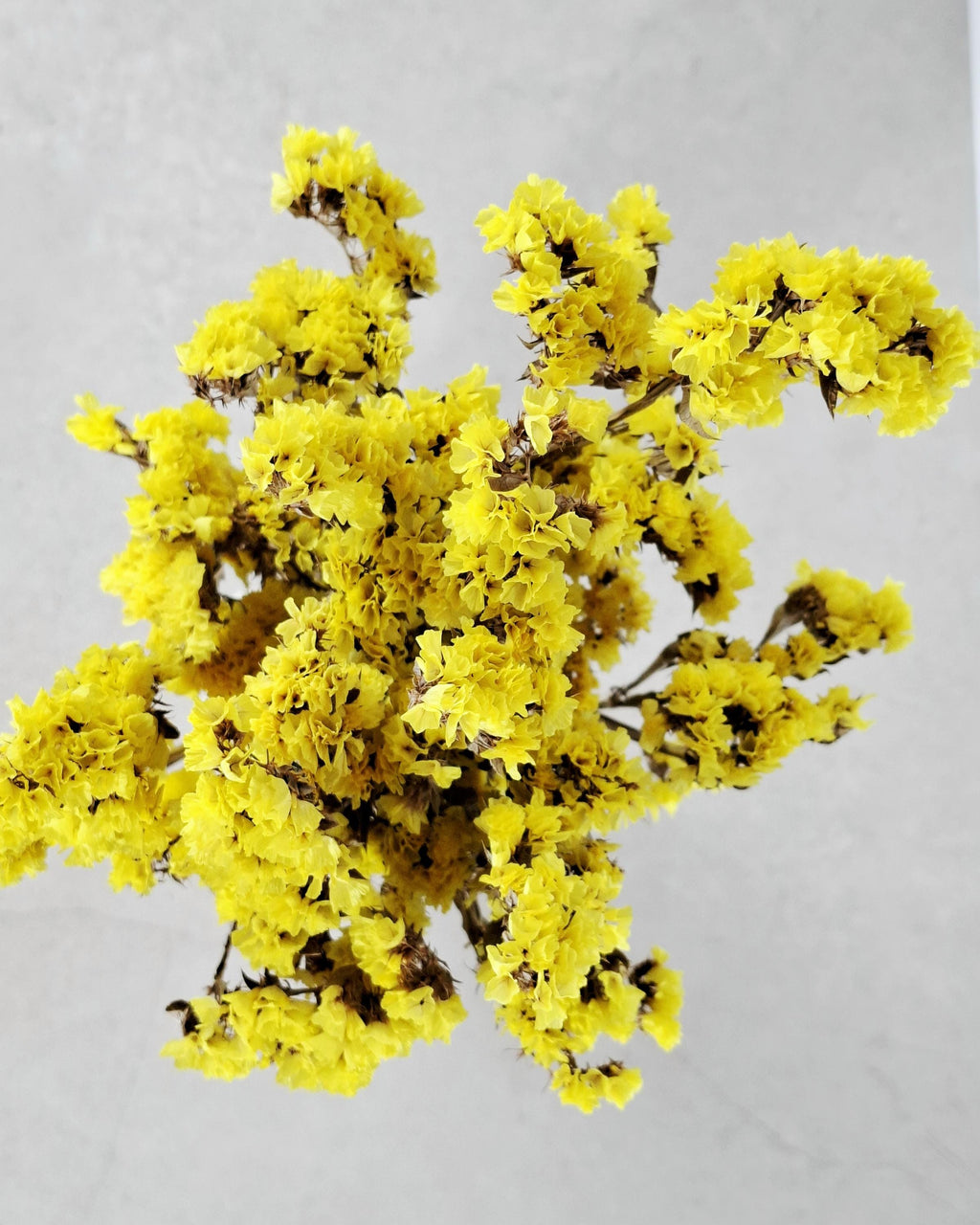 Yellow Statice Flowers, Dried Limonium Stems, Bright Yellow Dried Flowers, Floral Supply for DIY, Vase Decor, Craft Flowers