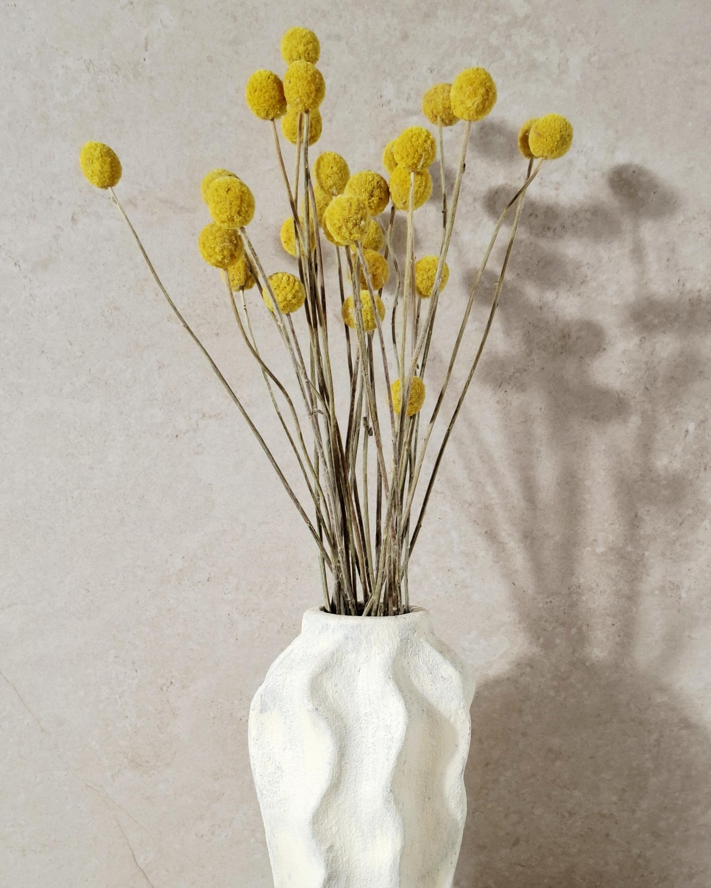Yellow Craspedia Stems Dried Flowers for Florists DIY Floral Supply Billy Balls Natural Bouquet Decor