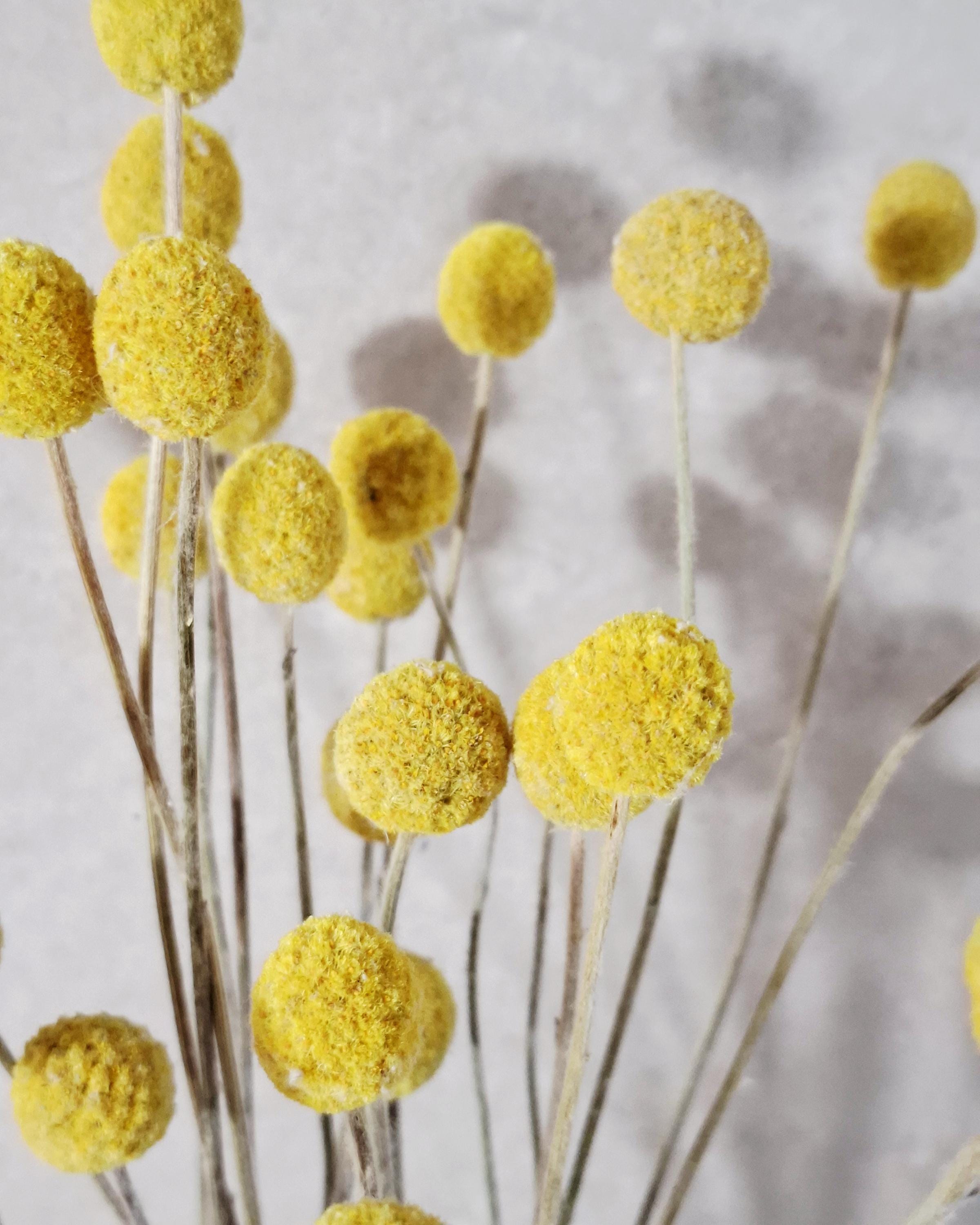Yellow Craspedia Stems Dried Flowers for Florists DIY Floral Supply Billy Balls Natural Bouquet Decor