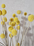 Yellow Craspedia Stems Dried Flowers for Florists DIY Floral Supply Billy Balls Natural Bouquet Decor