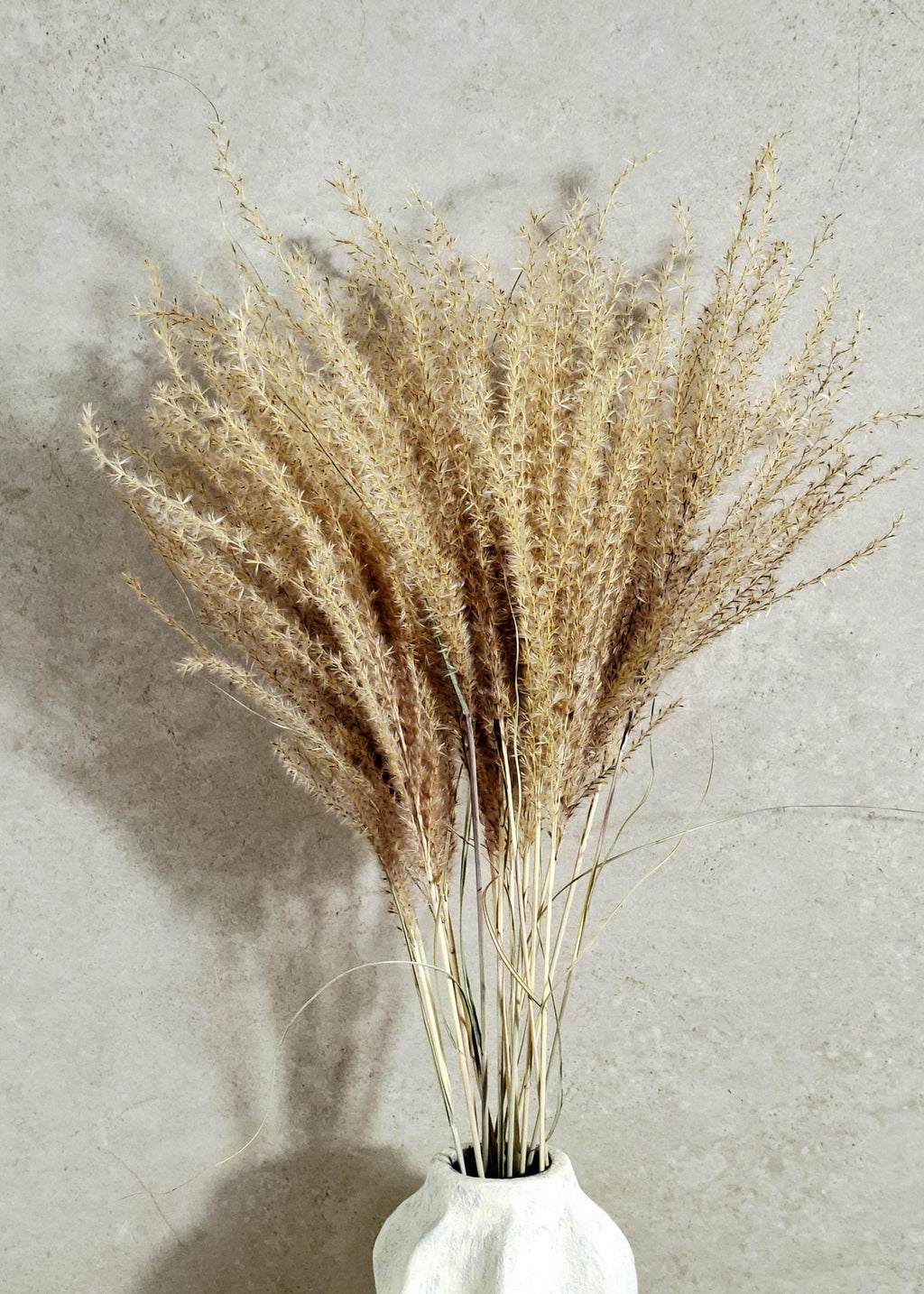 Dried Miscanthus 60 cm | Natural Beige Pampas Style Grass | Boho Home Decor | Florist Material | Wedding Arrangement