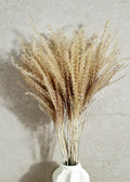 Dried Miscanthus 60 cm | Natural Beige Pampas Style Grass | Boho Home Decor | Florist Material | Wedding Arrangement