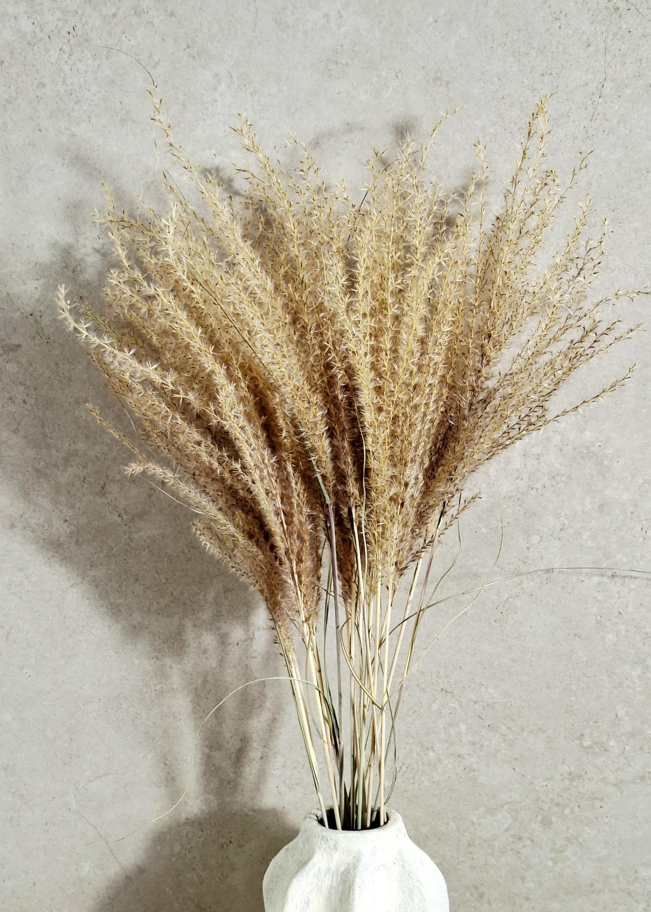 Dried Miscanthus 60 cm | Natural Beige Pampas Style Grass | Boho Home Decor | Florist Material | Wedding Arrangement