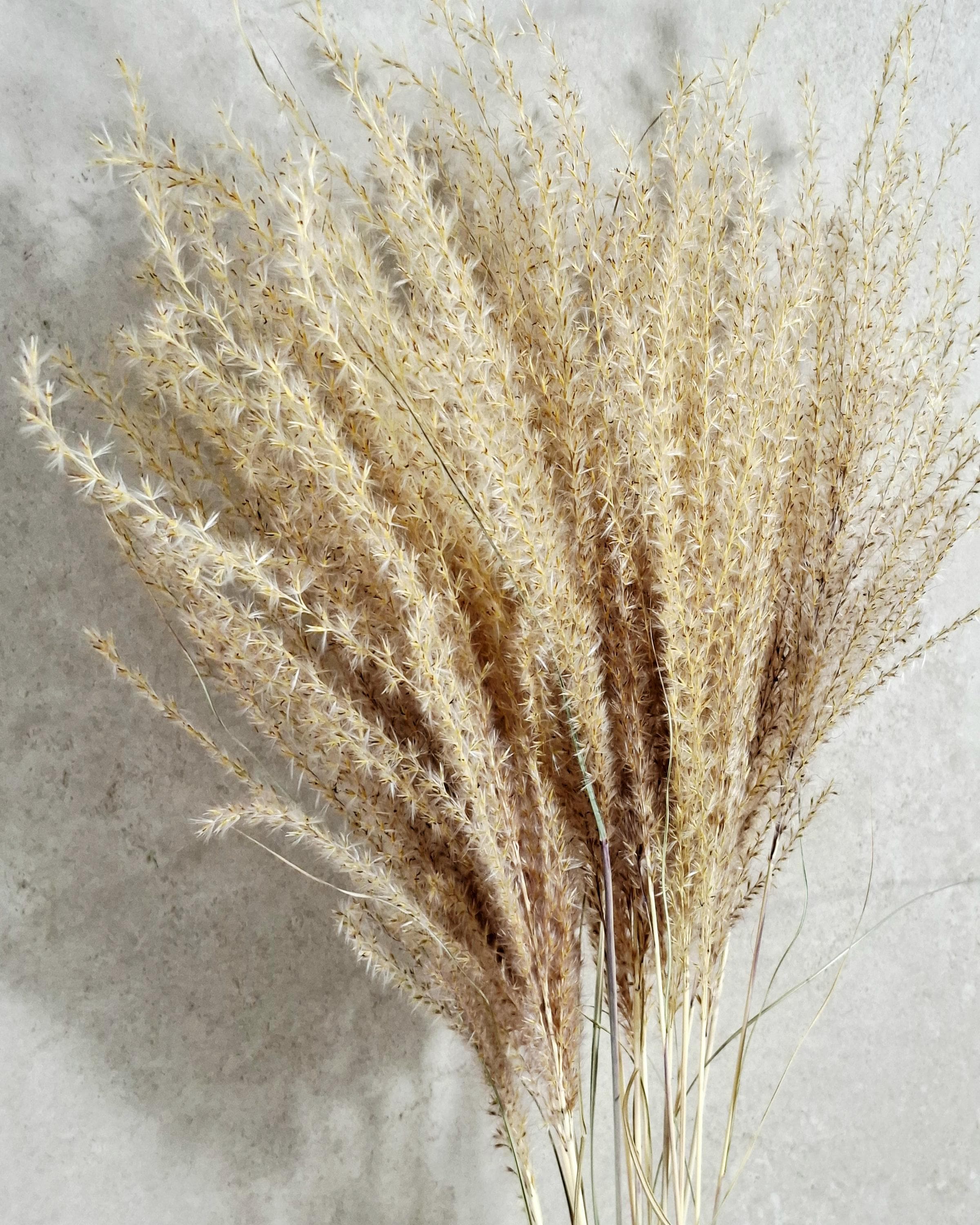 Dried Miscanthus 60 cm | Natural Beige Pampas Style Grass | Boho Home Decor | Florist Material | Wedding Arrangement