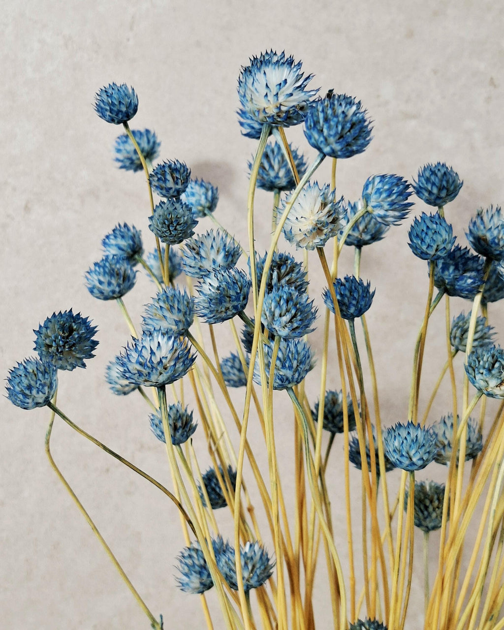 Blue Dried Cephalaria Stems, Preserved Blue Flowers, Florist Supplies, Wedding Floral Decor, Dried Bouquet Filler