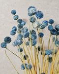 Blue Dried Cephalaria Stems, Preserved Blue Flowers, Florist Supplies, Wedding Floral Decor, Dried Bouquet Filler