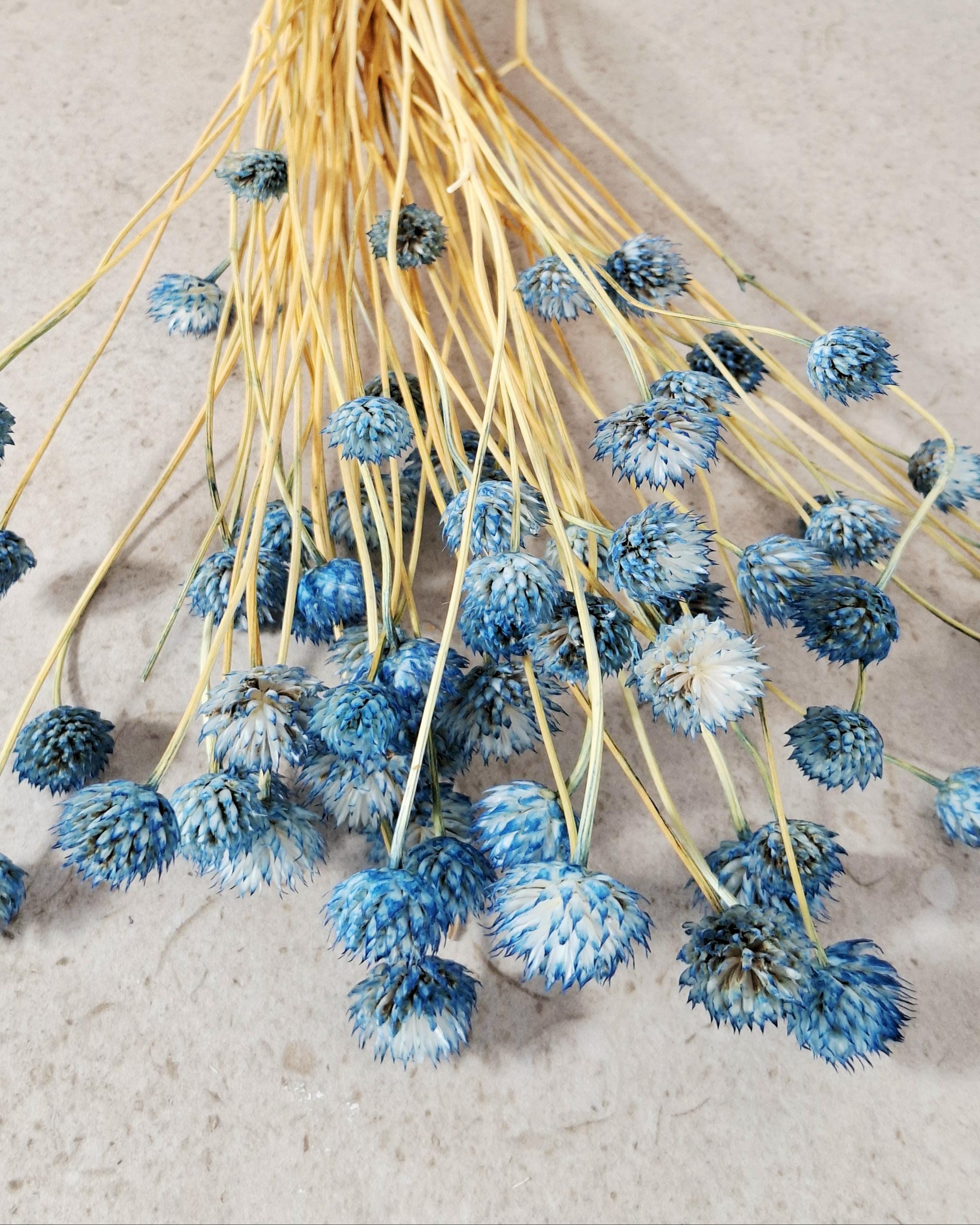 Blue Dried Cephalaria Stems, Preserved Blue Flowers, Florist Supplies, Wedding Floral Decor, Dried Bouquet Filler