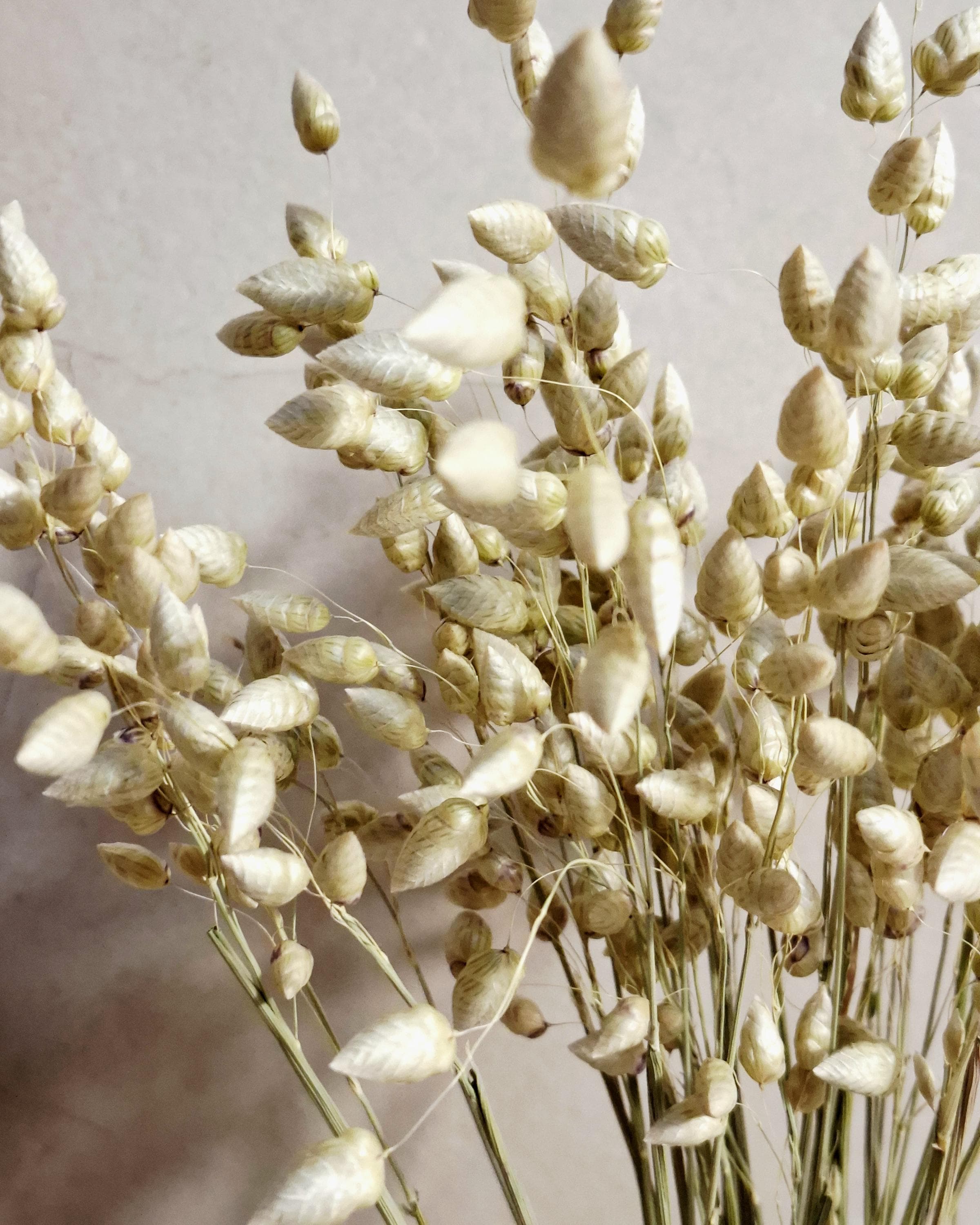 Natural Dried Briza Maxima Green | Bunny Tail Grass | Boho Wedding Flowers | Rustic Home Decor | Dried Grass Stems.