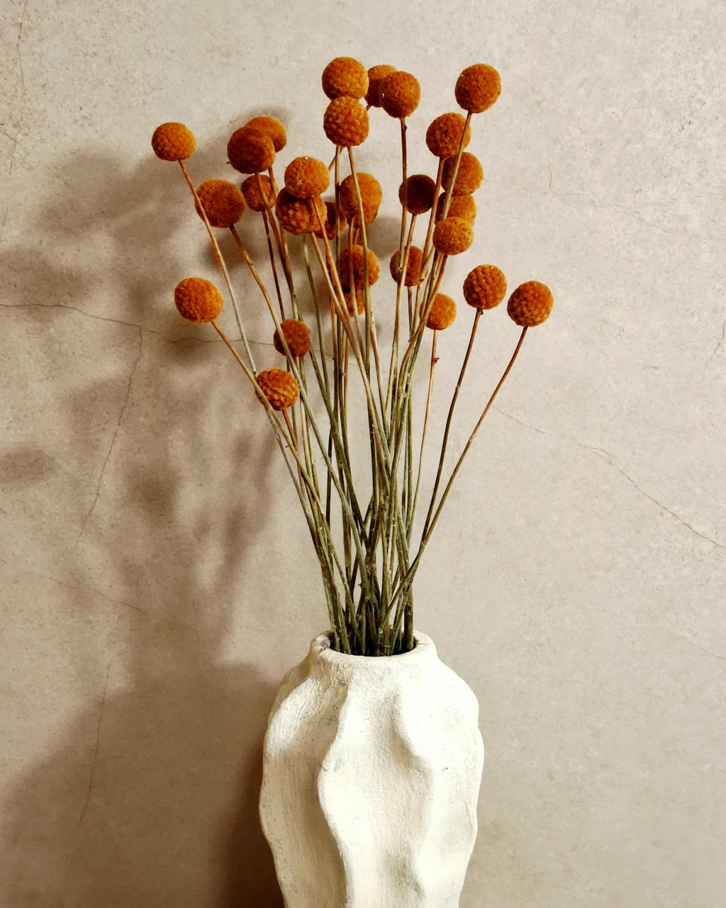 Dried Craspedia Stems Light Brown (Billy Buttons), Natural Dried Flowers, Floristry Supply, DIY, Home Decor, 15 Stems