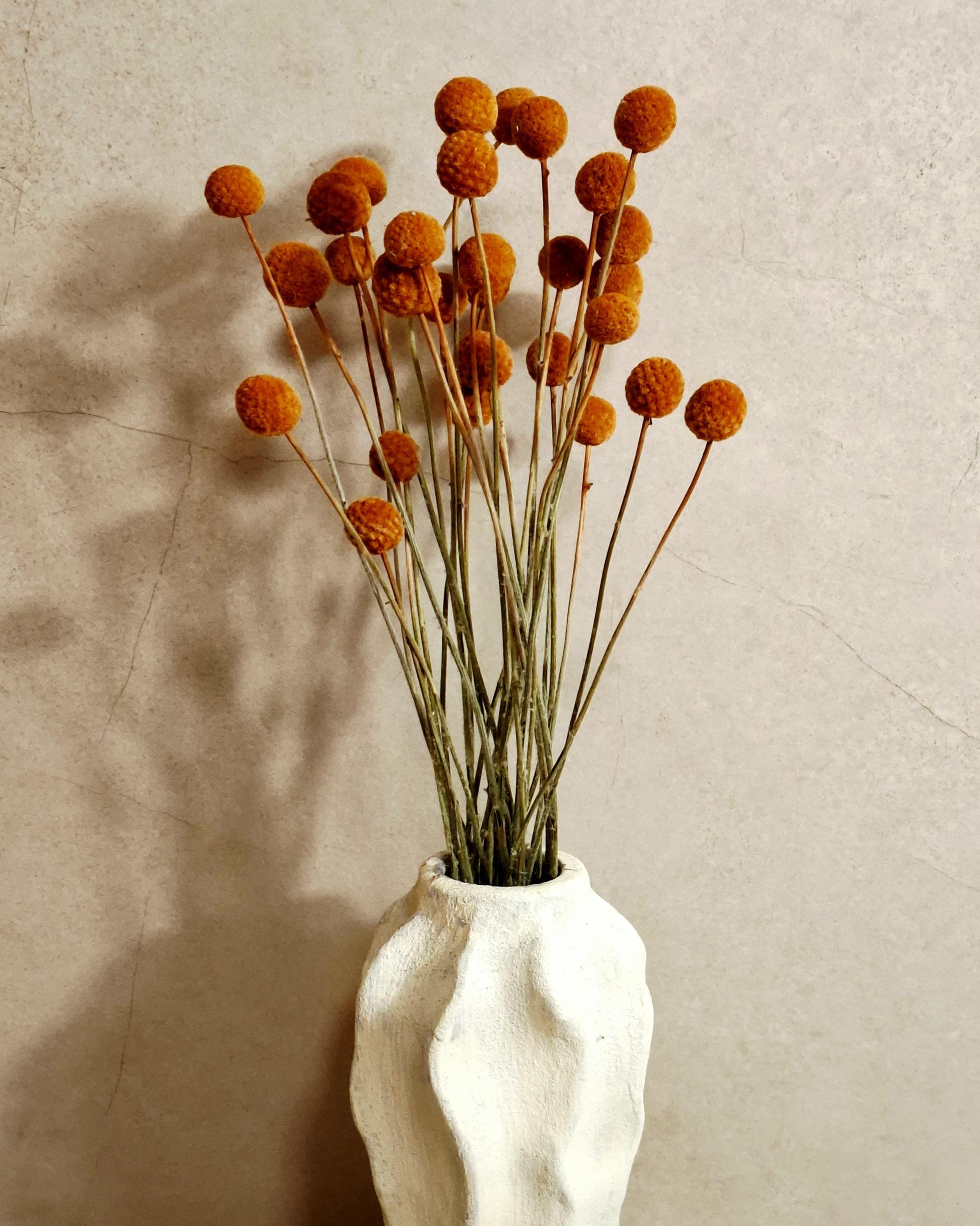 Dried Craspedia Stems Light Brown (Billy Buttons), Natural Dried Flowers, Floristry Supply, DIY, Home Decor, 15 Stems