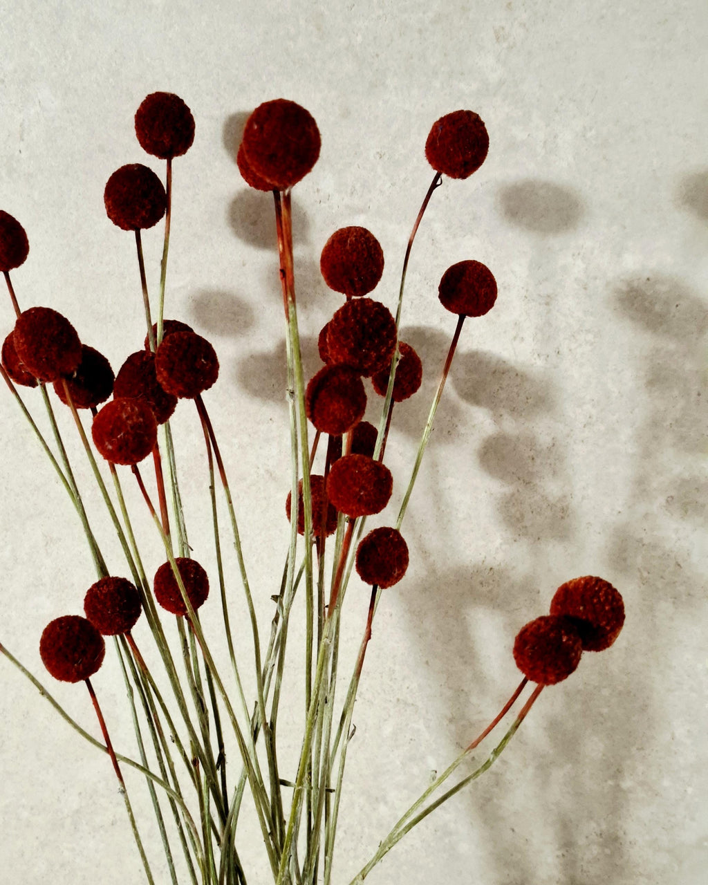 Dried Craspedia Stems Dark Red (Billy Buttons), Dyed Dried Flowers, Floristry Supply, DIY Craft, Home Decor, 15 Stems