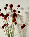 Dried Craspedia Stems Dark Red (Billy Buttons), Dyed Dried Flowers, Floristry Supply, DIY Craft, Home Decor, 15 Stems