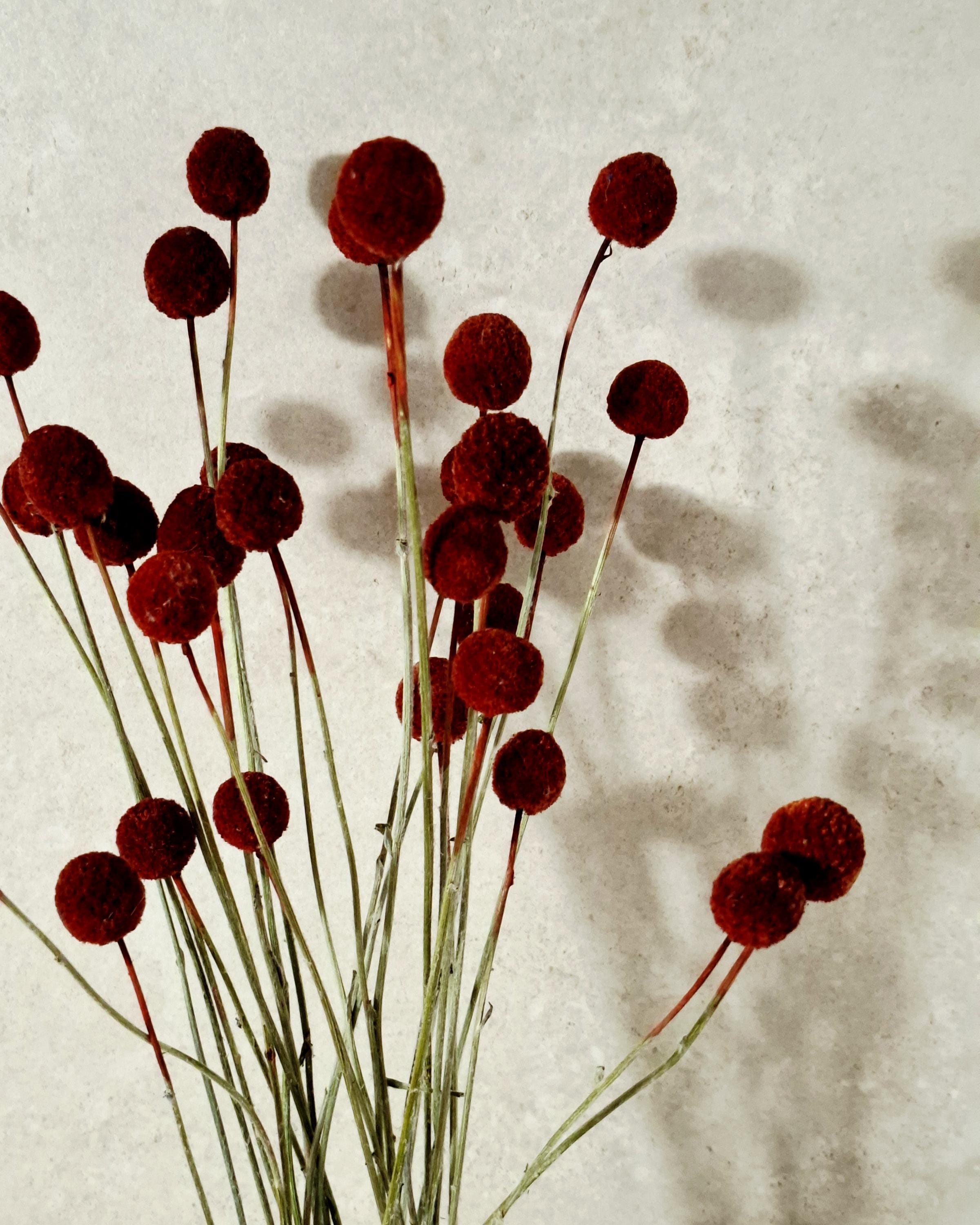 Dried Craspedia Stems Dark Red (Billy Buttons), Dyed Dried Flowers, Floristry Supply, DIY Craft, Home Decor, 15 Stems