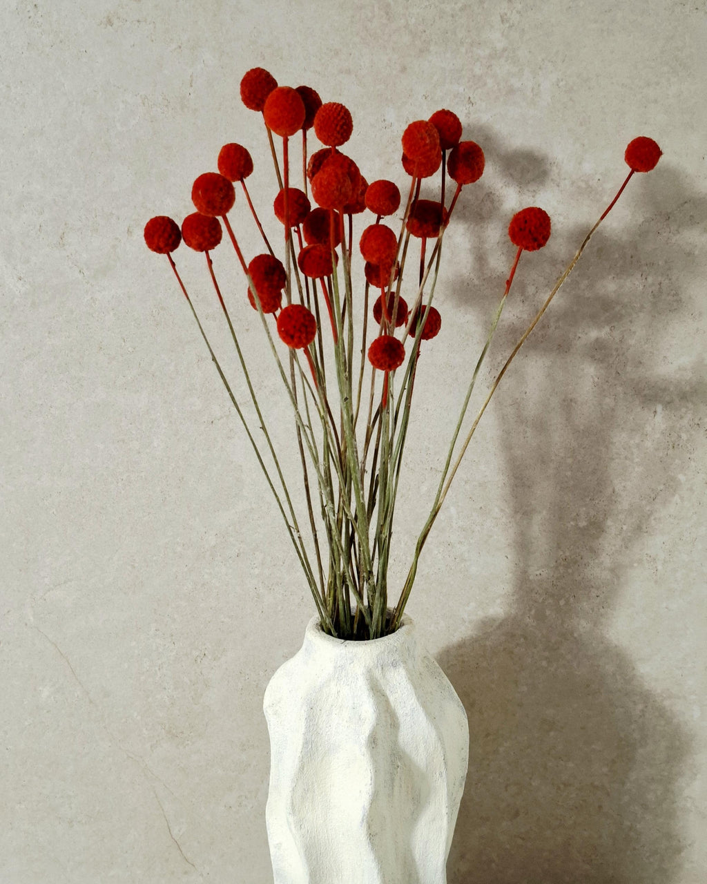Dried Craspedia Stems Bright Red (Billy Buttons), Dyed Dried Flowers, Floristry Supply, DIY Craft, Home Decor, 15 Stems