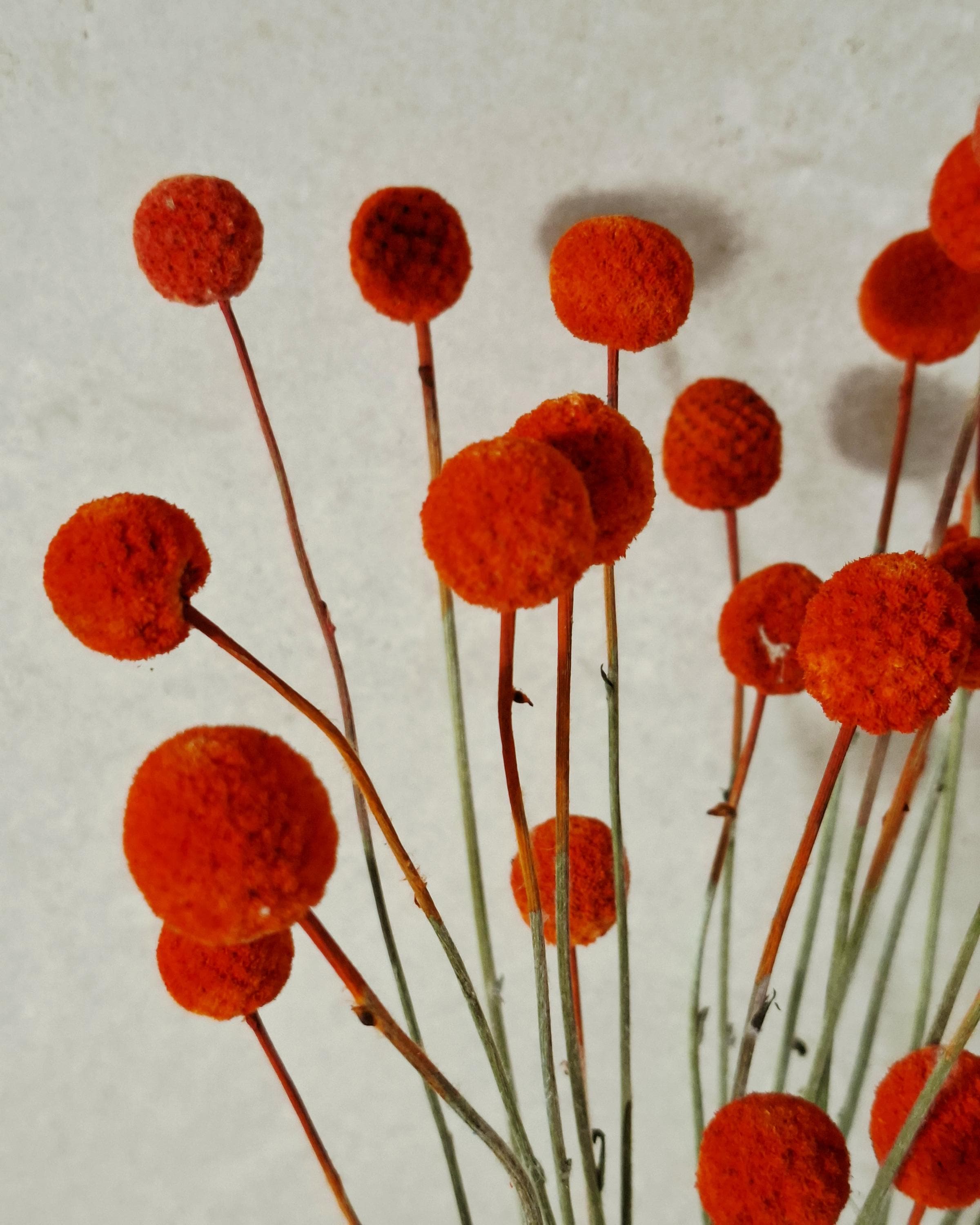 Dried Craspedia Stems Billy Buttons, Yellow Dried Flowers, Floristry Supply, DIY Craft Flowers, Home Decor Stems
