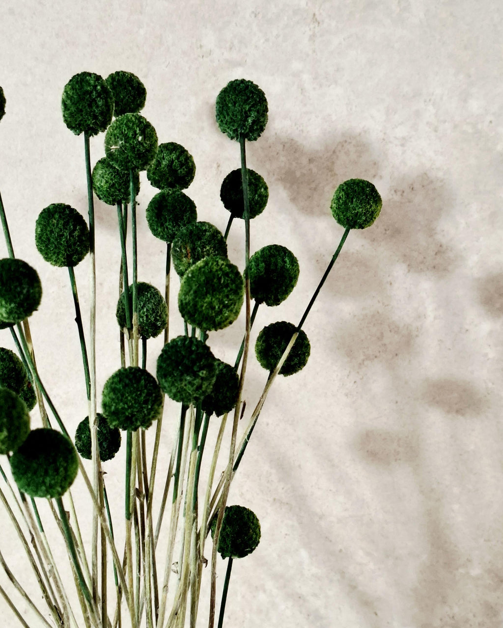 Dried Craspedia Stems Dark Green (Billy Buttons), Dyed Dried Flowers, Floristry Supply, DIY Craft, Home Decor, 15 Stems