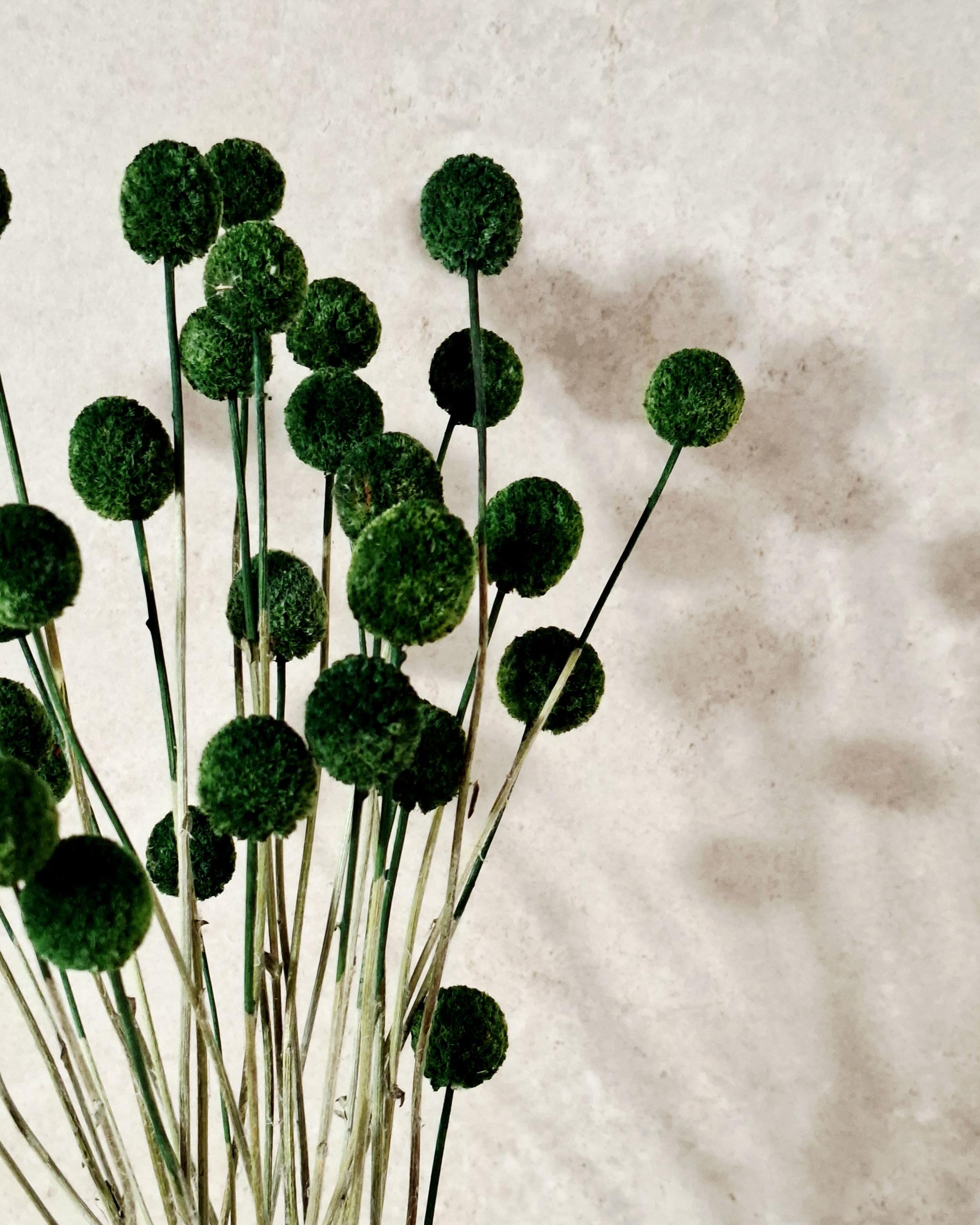 Dried Craspedia Stems Dark Green (Billy Buttons), Dyed Dried Flowers, Floristry Supply, DIY Craft, Home Decor, 15 Stems