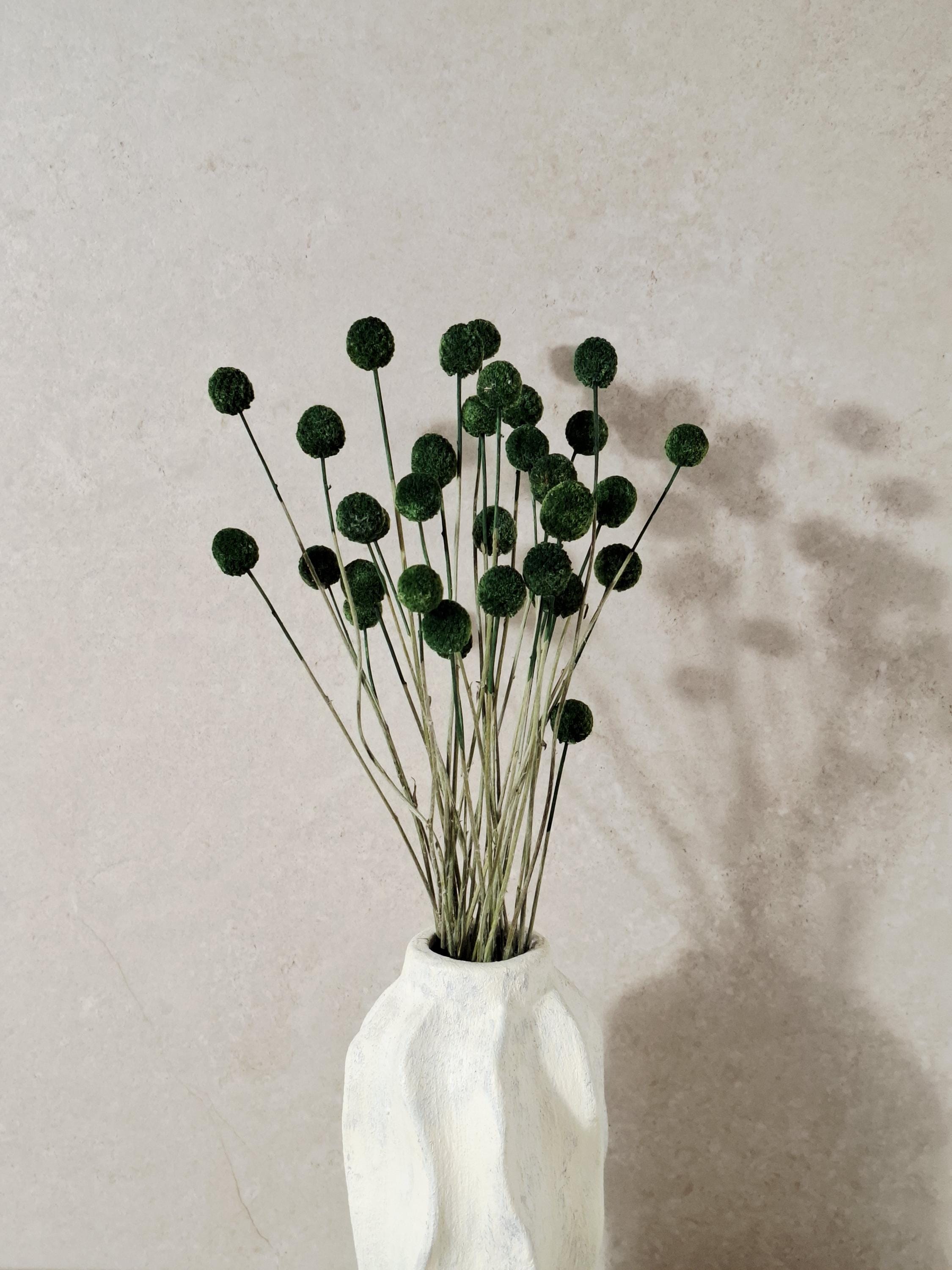 Dried Craspedia Stems Dark Green (Billy Buttons), Dyed Dried Flowers, Floristry Supply, DIY Craft, Home Decor, 15 Stems