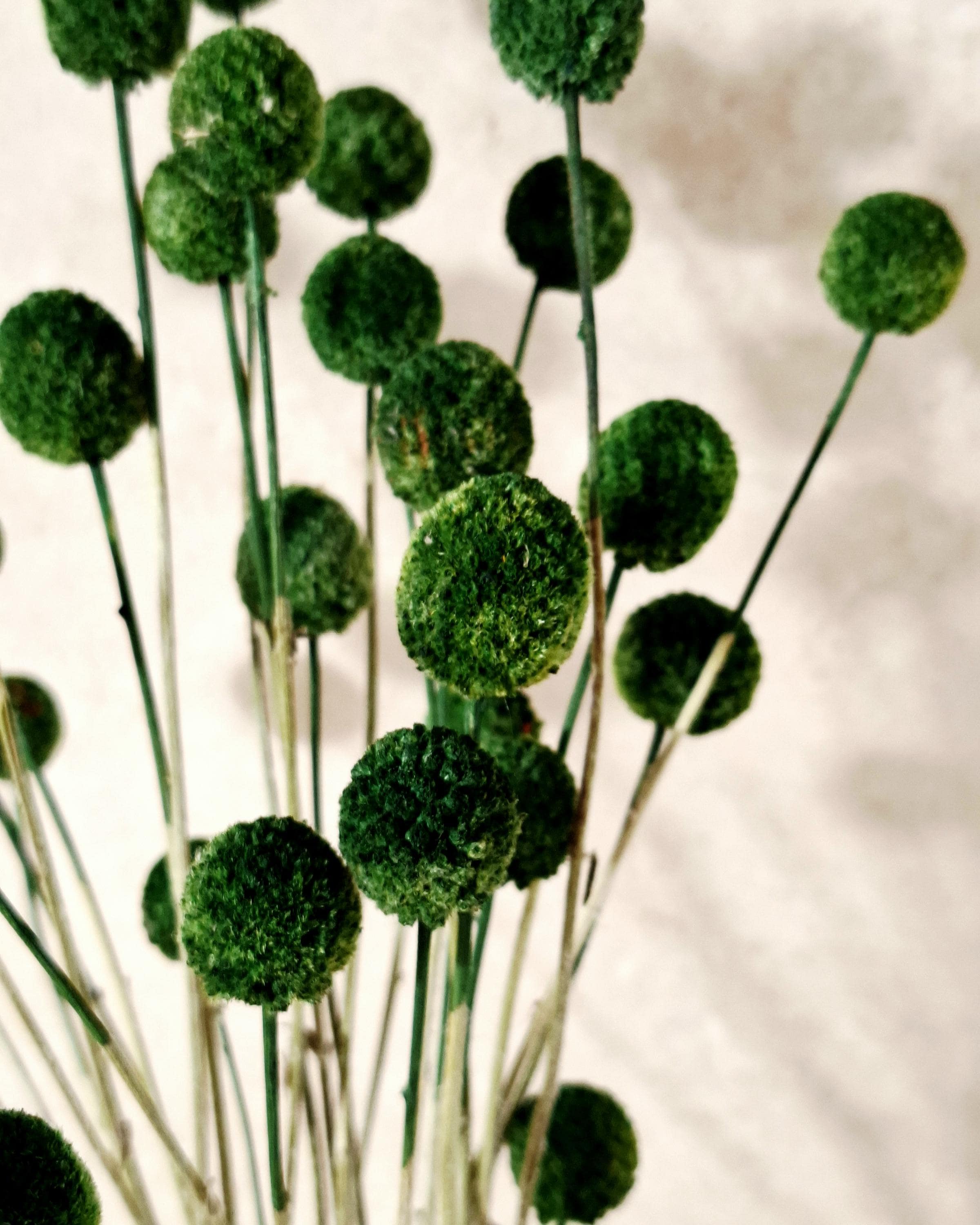 Dried Craspedia Stems Dark Green (Billy Buttons), Dyed Dried Flowers, Floristry Supply, DIY Craft, Home Decor, 15 Stems