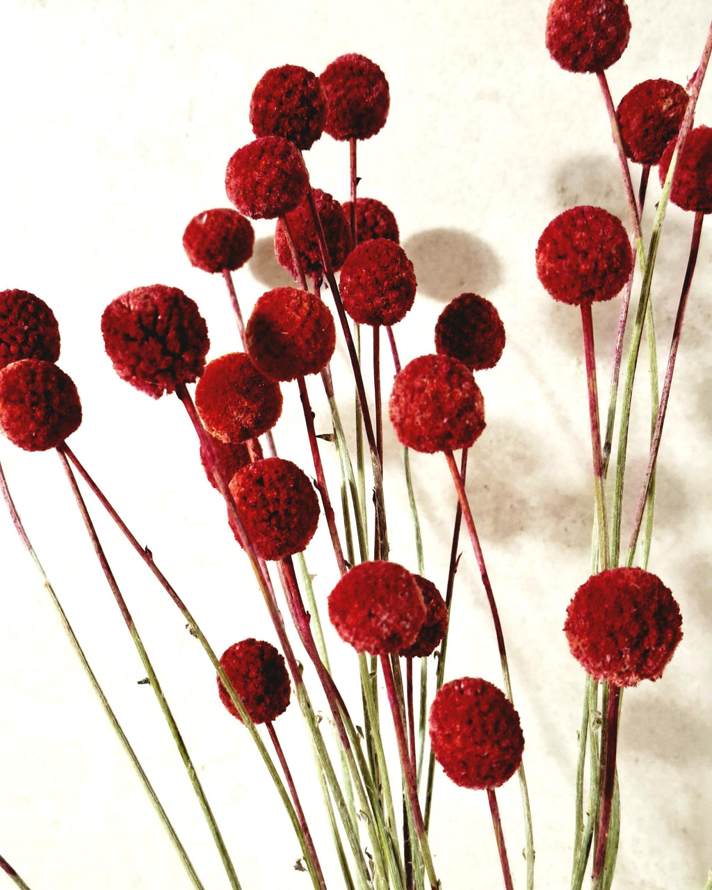 Dried Craspedia Stems Red (Billy Buttons), Dyed Dried Flowers, Floristry Supply, DIY Craft, Home Decor, 15 Stems