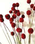 Dried Craspedia Stems Red (Billy Buttons), Dyed Dried Flowers, Floristry Supply, DIY Craft, Home Decor, 15 Stems