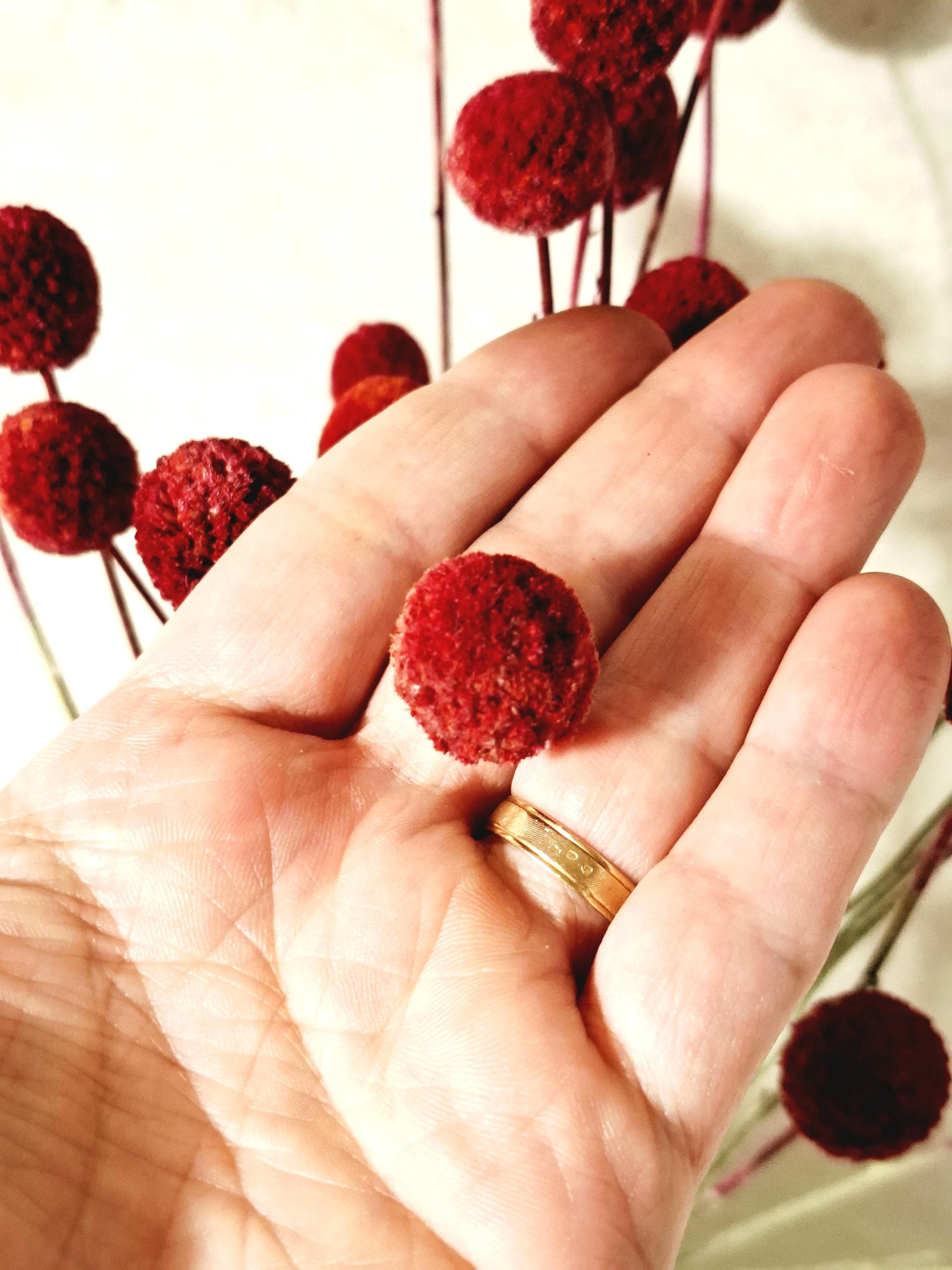 Dried Craspedia Stems Red (Billy Buttons), Dyed Dried Flowers, Floristry Supply, DIY Craft, Home Decor, 15 Stems
