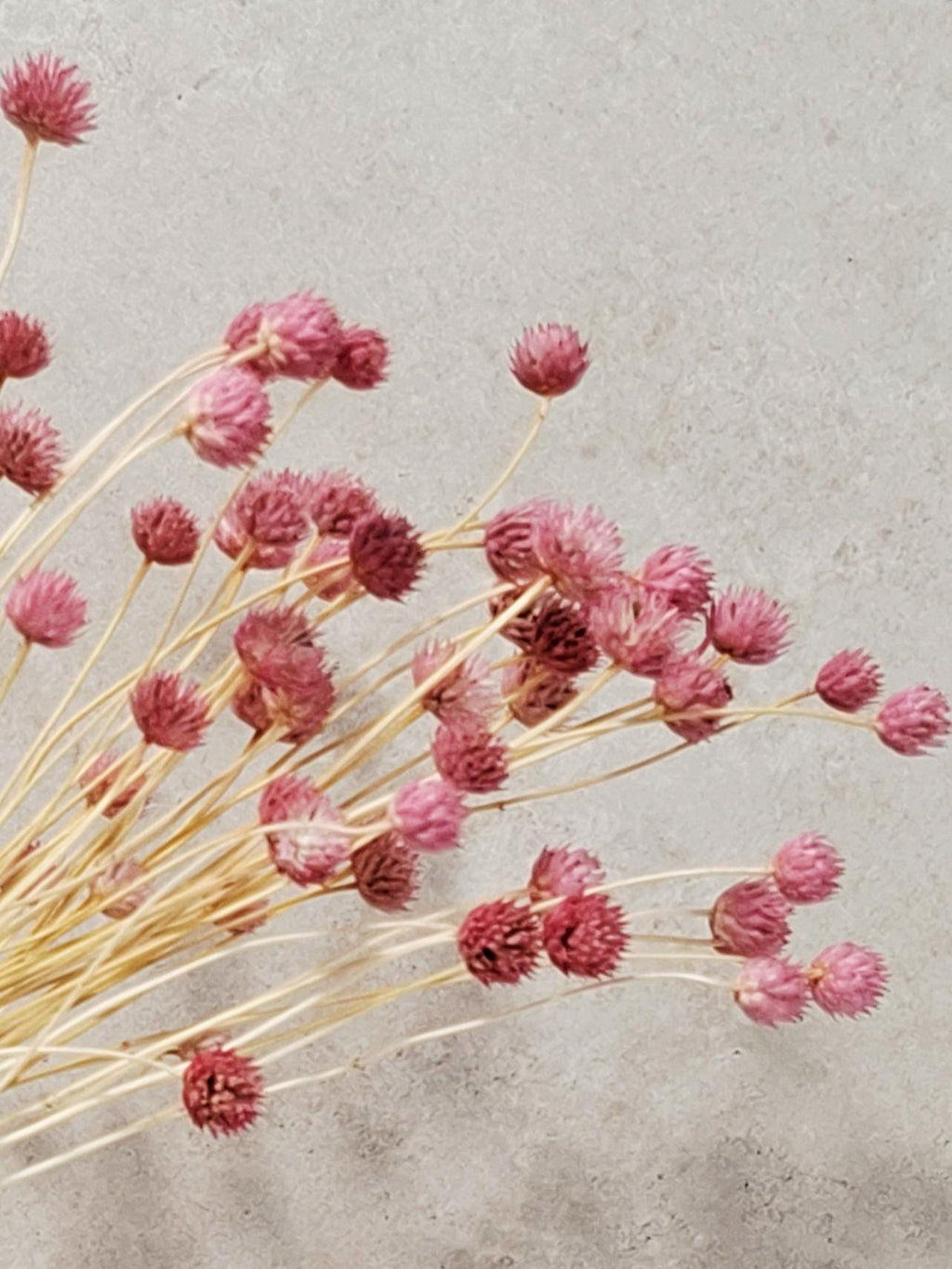 Pink Dried Flower Stems - Gomphrena Bouquet - Preserved Flowers - Florist Supplies - Dried Floral Decor - Wedding Bouquet Filler