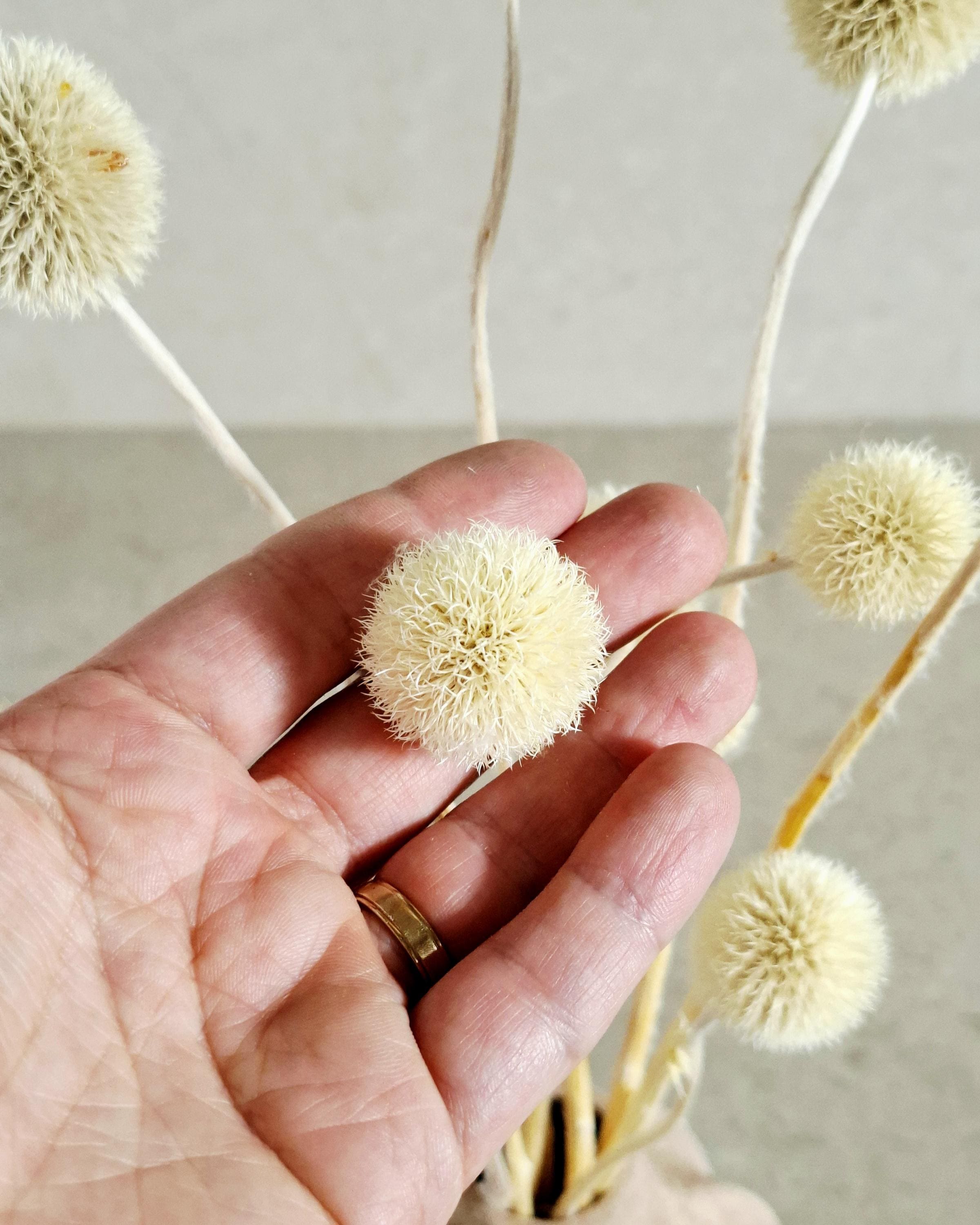 Dried Allium Stems Natural Beige | Neutral Floral Material | Florist Supply | DIY Craft Flowers | Minimal Home Decor