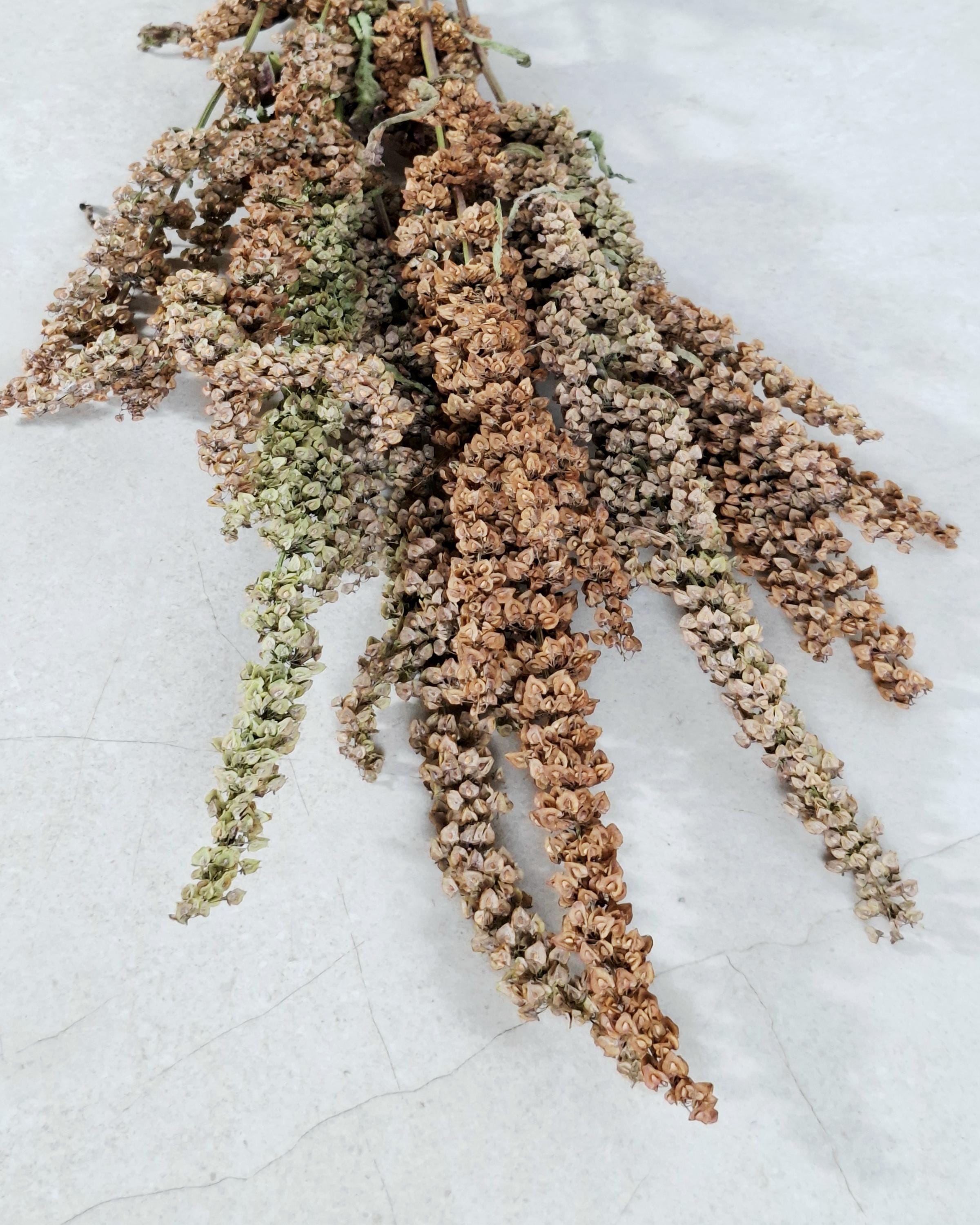Dried Flower Stems Green Brown | Wild Dock Bouquet | Neutral Dried Flowers | Sculptural Botanical Decor | Florist Dried Flowers