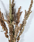 Dried Flower Stems Green Brown | Wild Dock Bouquet | Neutral Dried Flowers | Sculptural Botanical Decor | Florist Dried Flowers