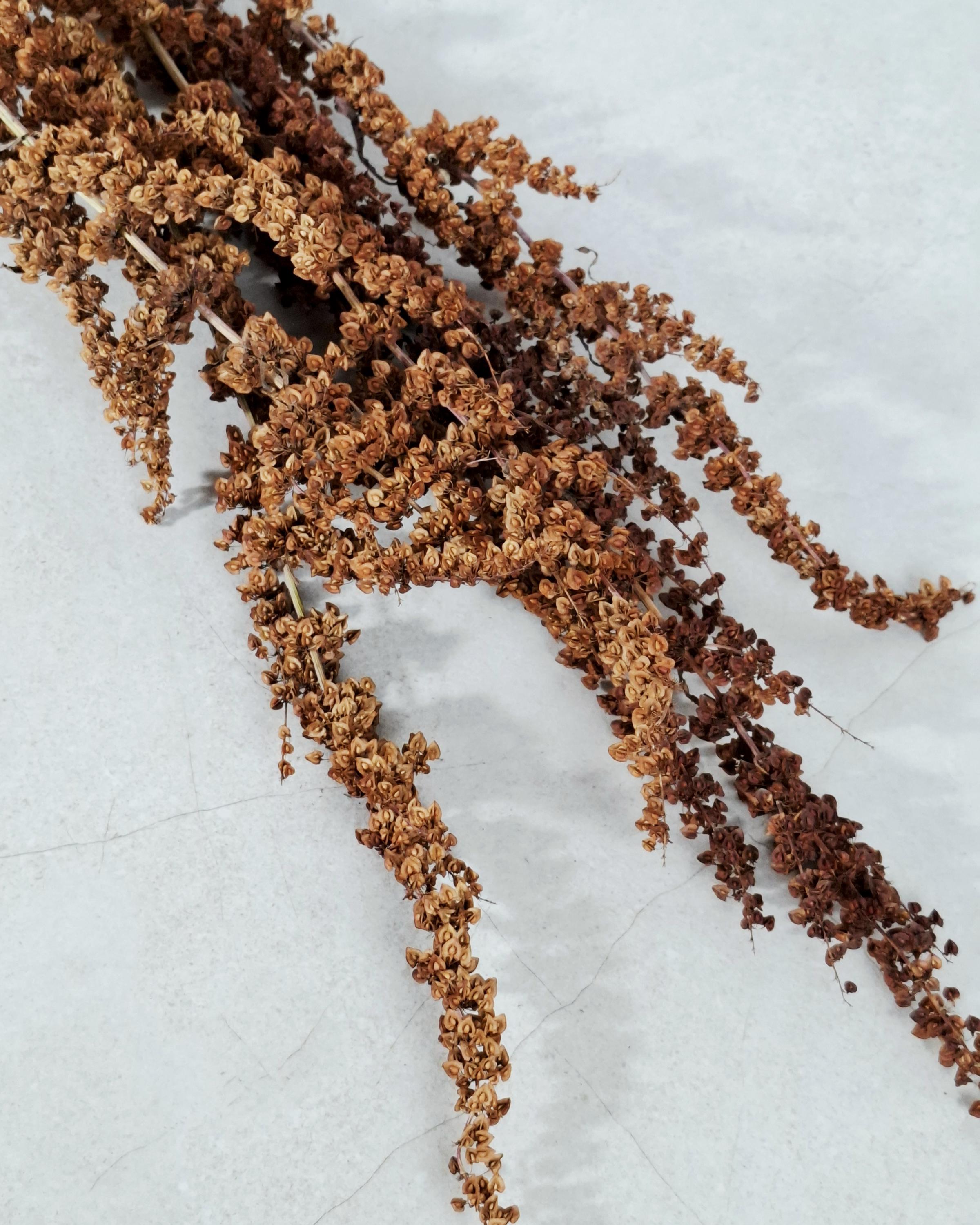 Brick Brown Dried Flower Stems | Wild Dock Bouquet | Terracotta Botanical Decor | Rustic Dried Flowers | Florist Stems
