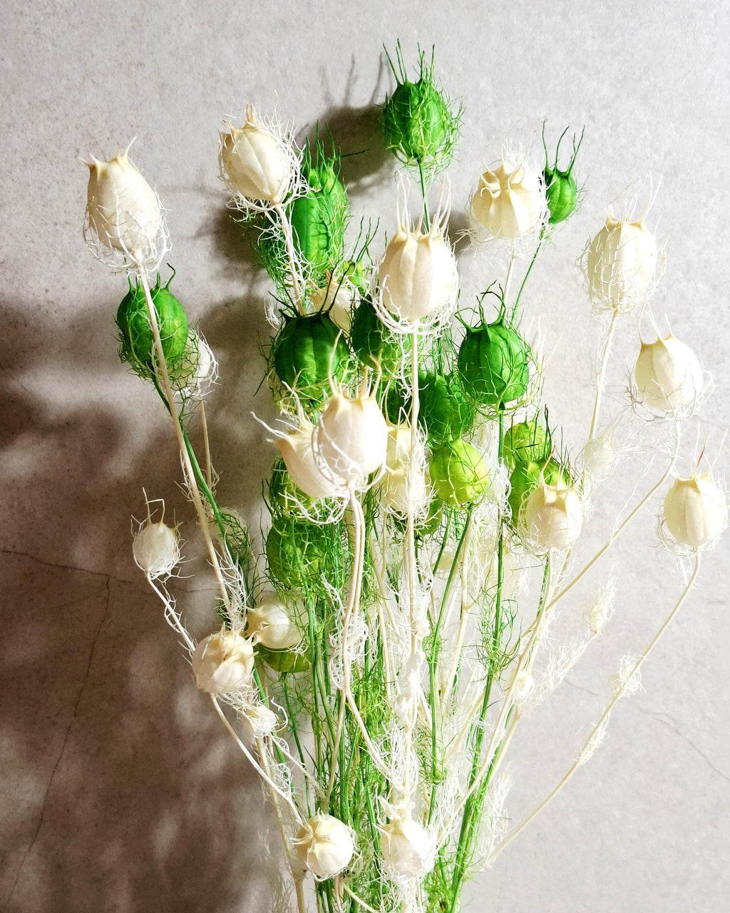 Dried Nigella Pods White Green Mix / Natural Nigella Stems / Botanical Floral Supply / DIY Craft Flowers / Rustic Decor
