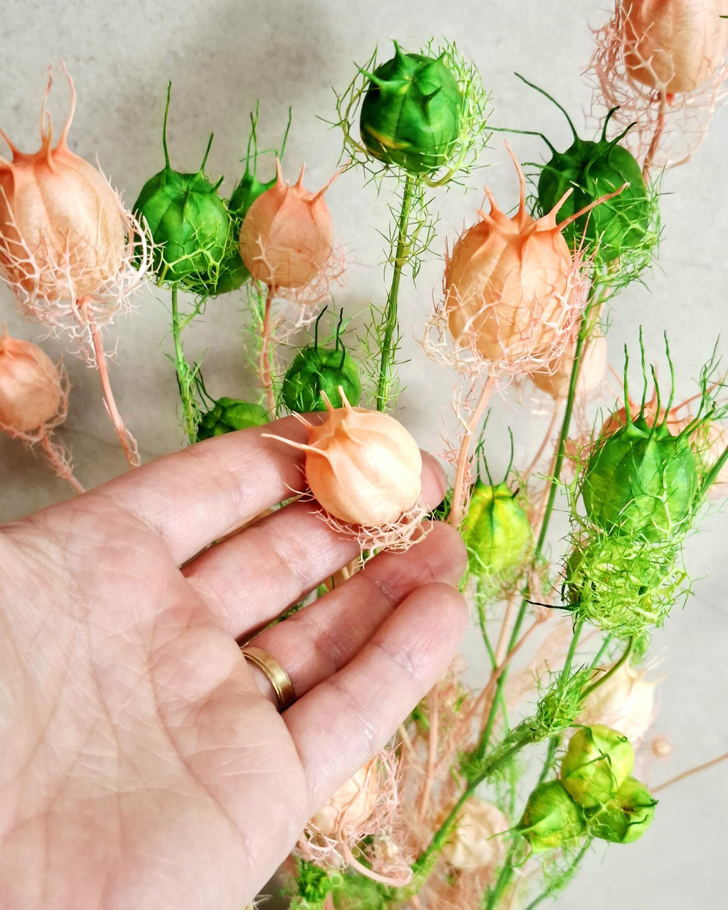 Dried Nigella Pods White Pink Mix, Soft Pink Nigella, Two Tone Nigella Pods, Preserved Flowers, Floral Supply, Wedding Decor