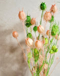 Dried Nigella Pods White Pink Mix, Soft Pink Nigella, Two Tone Nigella Pods, Preserved Flowers, Floral Supply, Wedding Decor