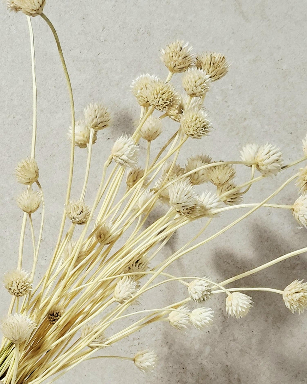 Bleached Flower Stems, Dried Flower Stems, Ivory Dried Flowers, Florist Supplies, Neutral Dried Decor, Preserved Flowers