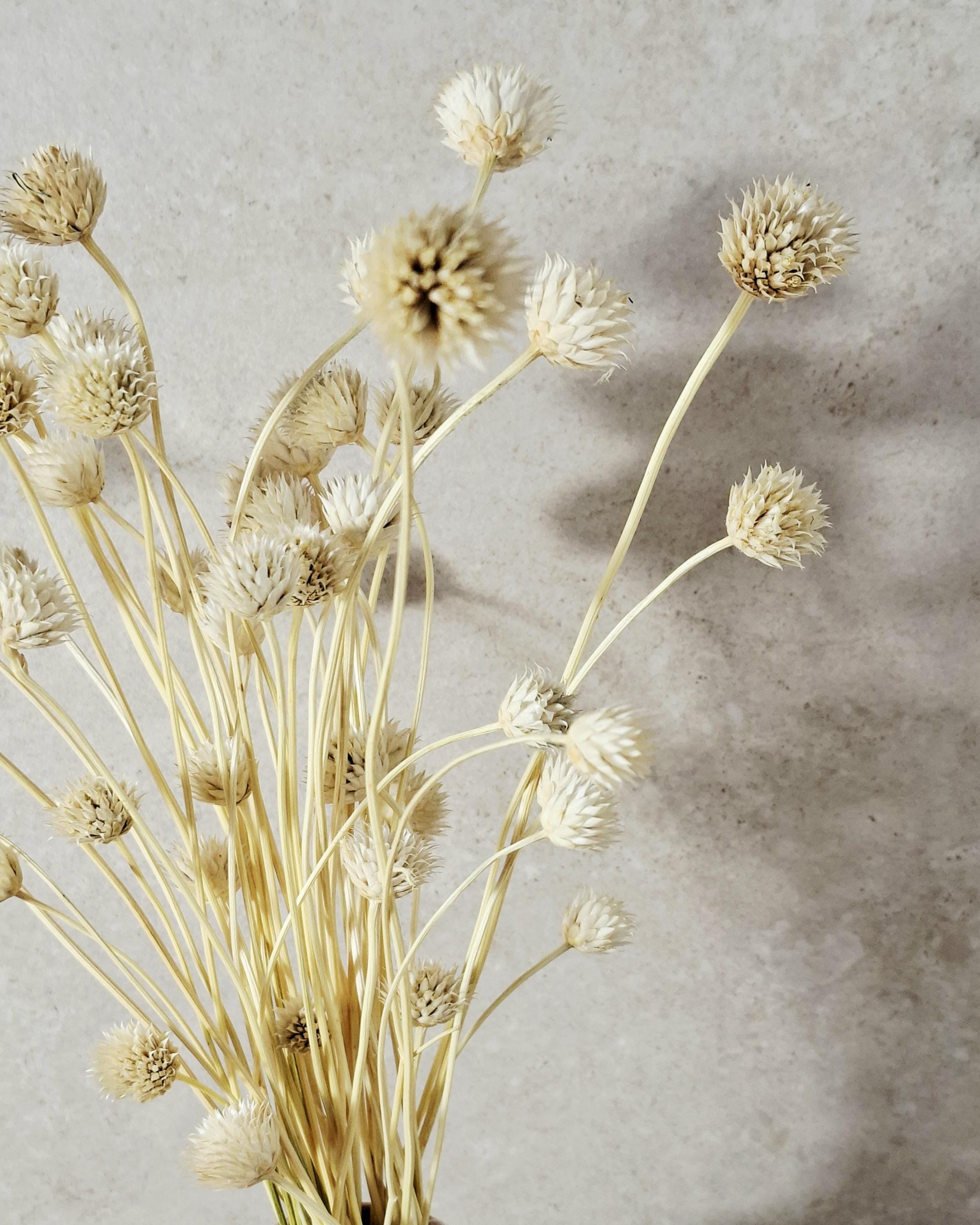 Bleached Flower Stems, Dried Flower Stems, Ivory Dried Flowers, Florist Supplies, Neutral Dried Decor, Preserved Flowers