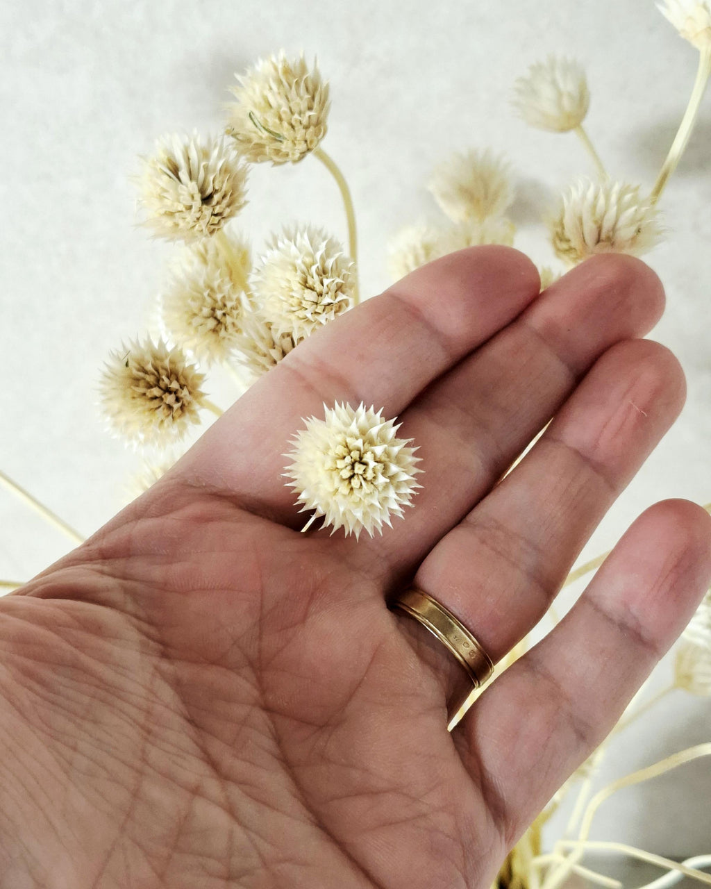 Bleached Flower Stems, Dried Flower Stems, Ivory Dried Flowers, Florist Supplies, Neutral Dried Decor, Preserved Flowers