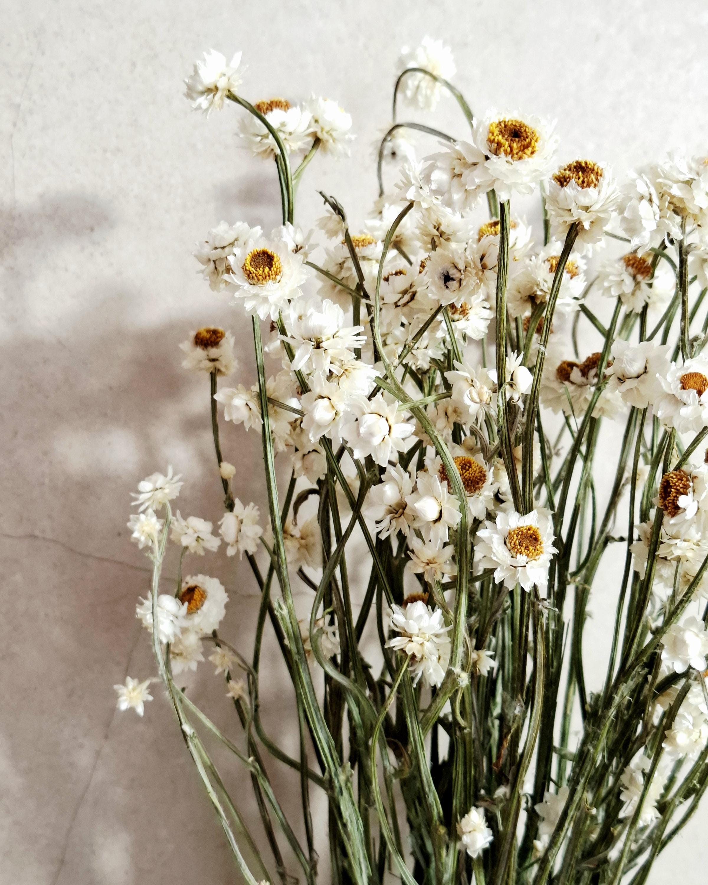White Stabilized Ammobium Bouquet Dried Flower Bouquet, Minimalist Home Decor, Natural Flowers, Wedding Bouquet